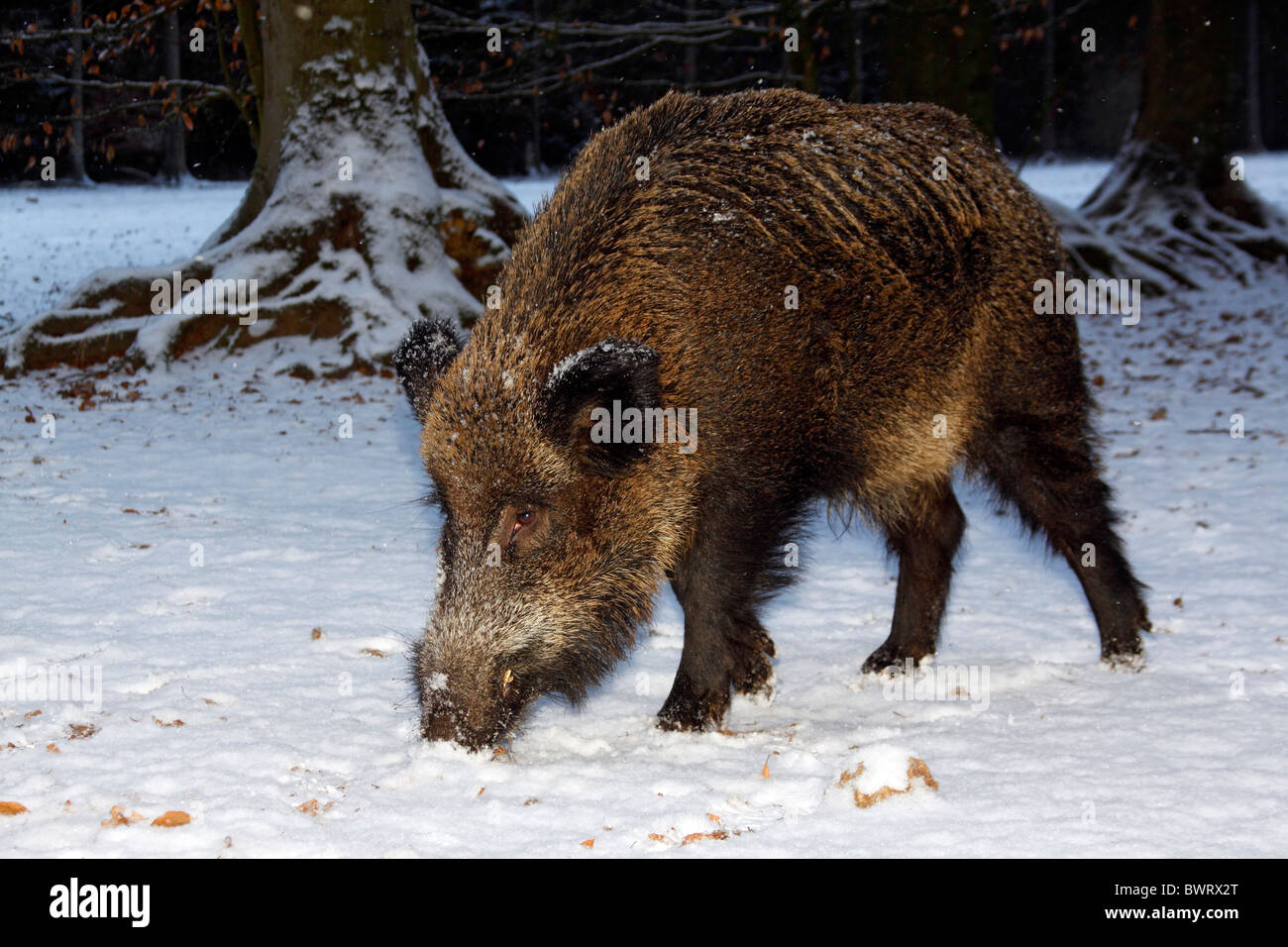 Nahrungssuche männliche Wildschwein (Sus Scrofa) bedeckt Keiler im Winter im Schnee Wald Stockfoto
