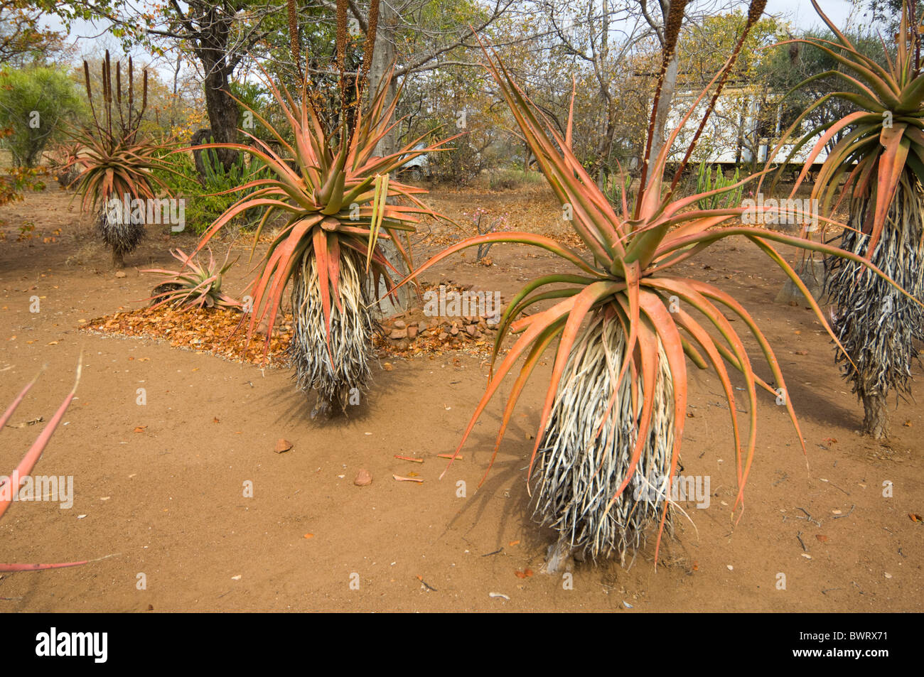 Aloe Marlothii Krüger Nationalpark in Südafrika Stockfoto