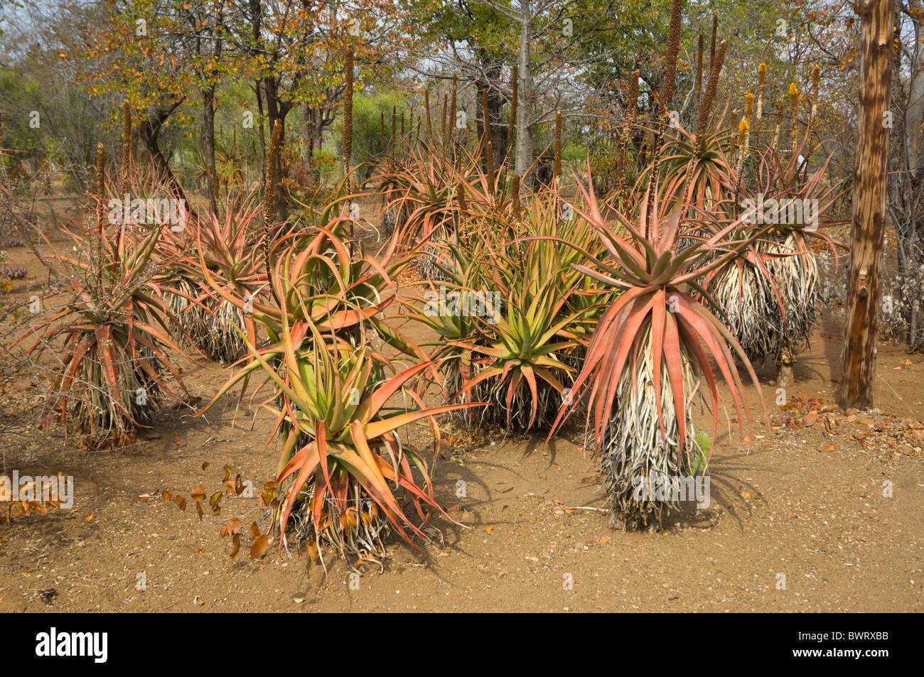 Aloe Marlothii Krüger Nationalpark in Südafrika Stockfoto