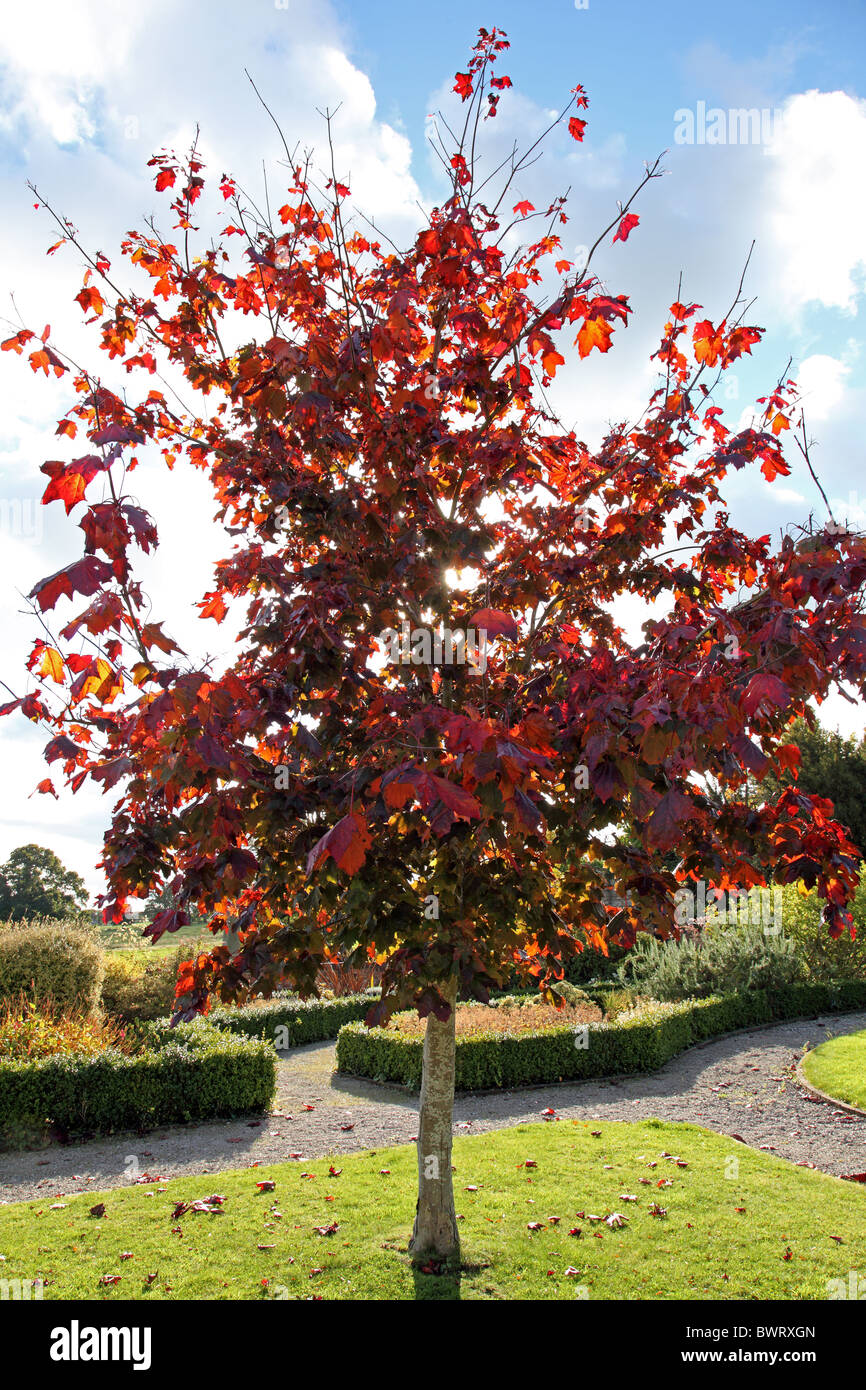 Sonne durch Platane im Herbst. Stockfoto