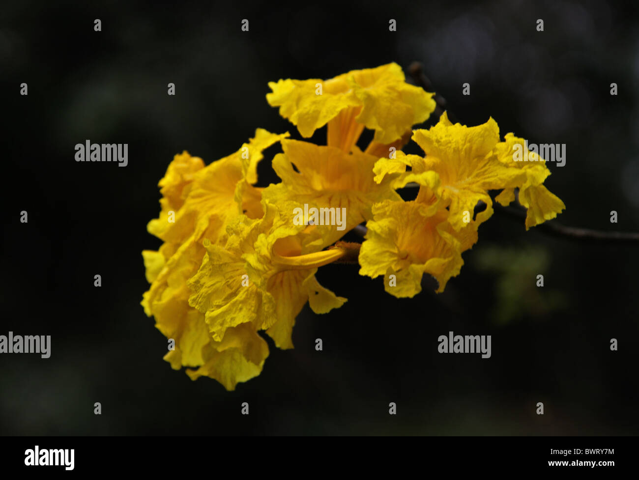 Goldene Trompetenbaum, Cortez, Corteza, Corteza Amarilla, Guayacan oder Piuva, Tabebuia auch, Catalpa, Südamerika. Stockfoto