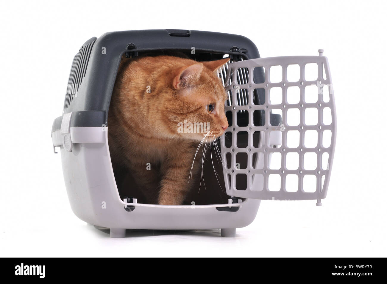 Gelbe Kätzchen seinen neuen Platz zu erkunden Stockfoto