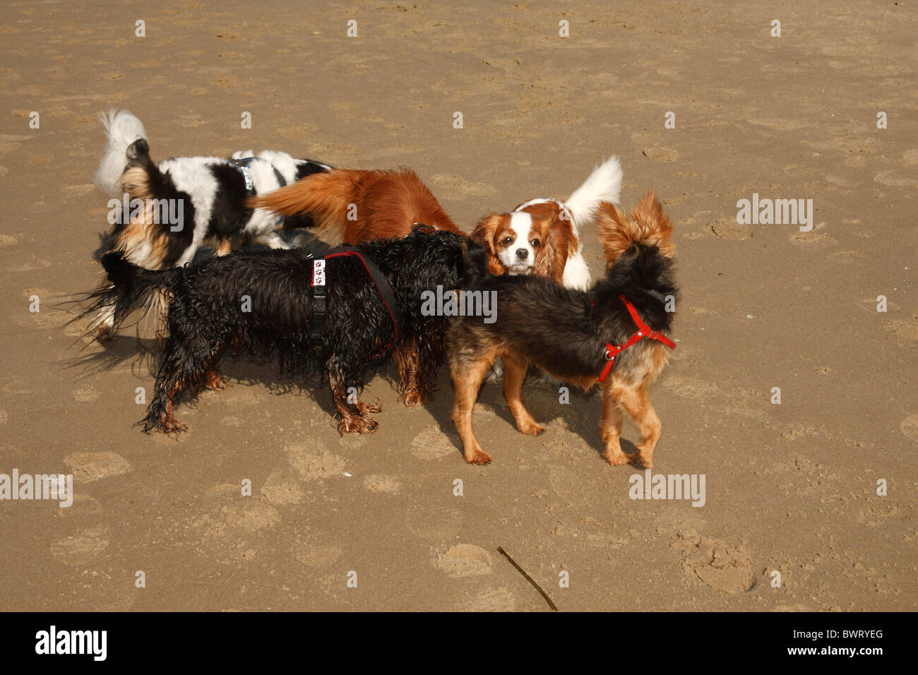 Gruppe von Cavalier King Charles Spaniel treffen Terrier, Niederlande Stockfoto
