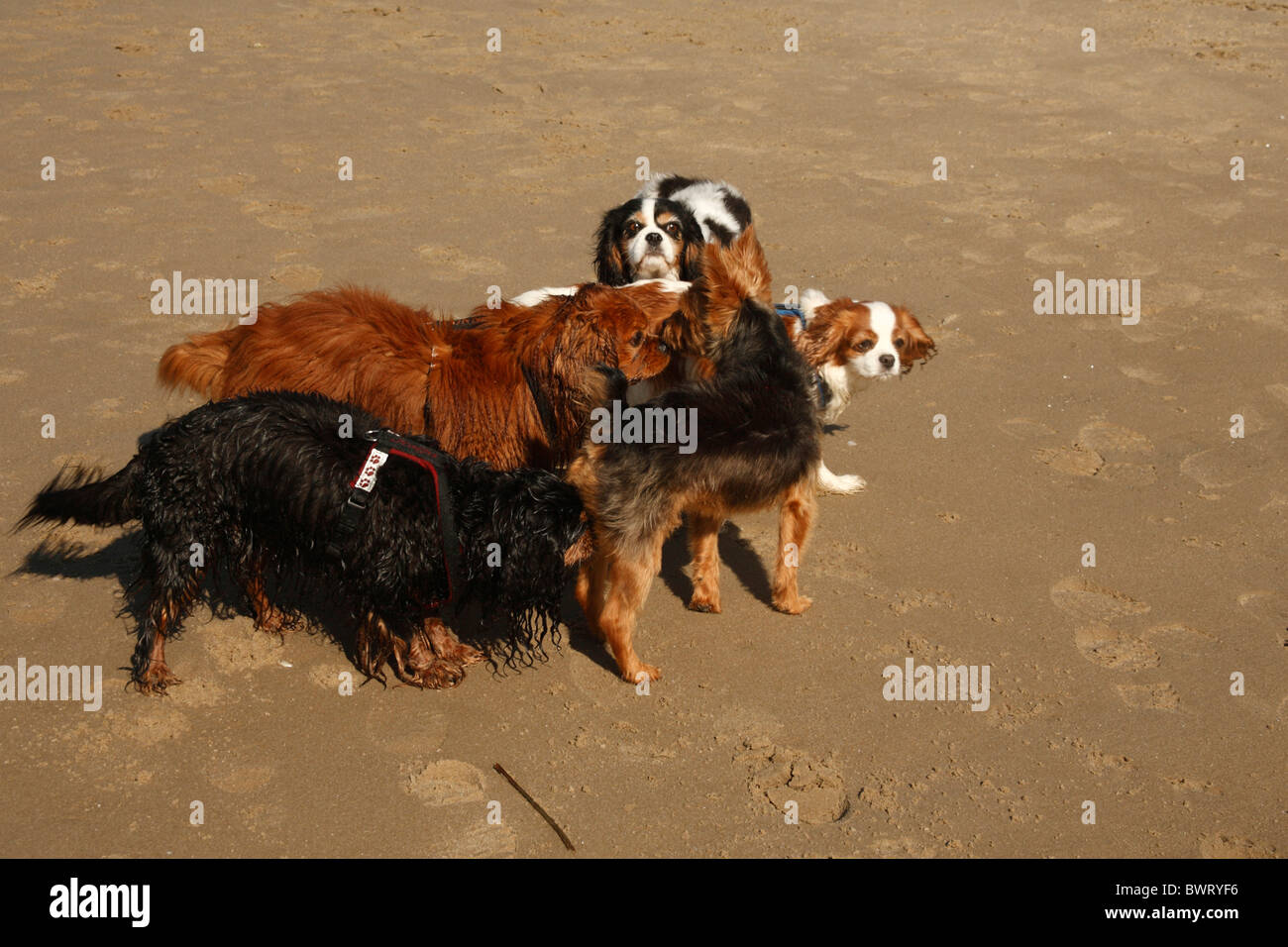 Gruppe von Cavalier King Charles Spaniel treffen Terrier, Niederlande Stockfoto