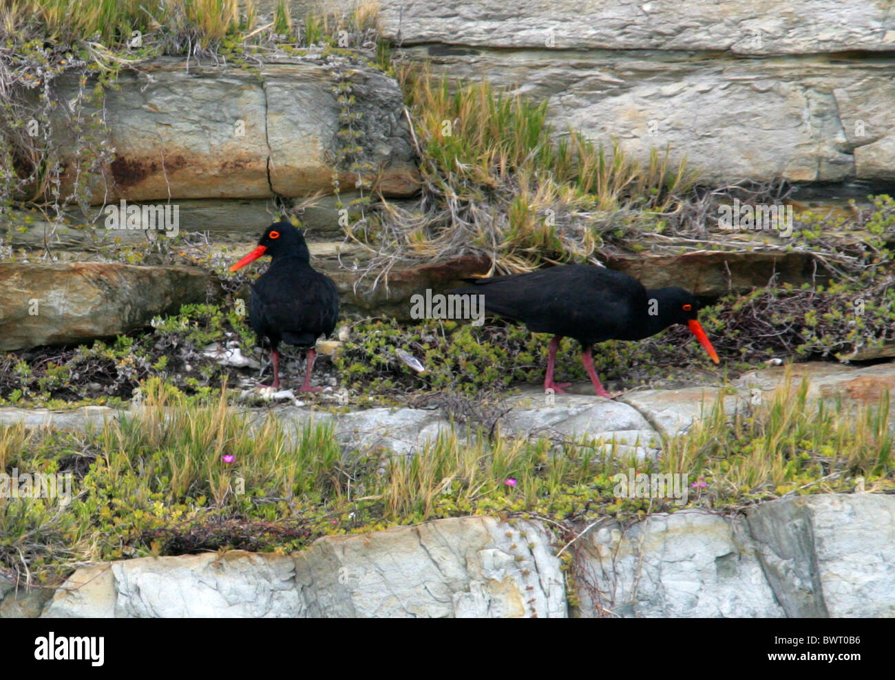 Afrikanischen Austernfischer oder afrikanische schwarze Austernfischer Haematopus Moquini, Haematopodidae. Tsitsikamma Naturschutzgebiet. Stockfoto