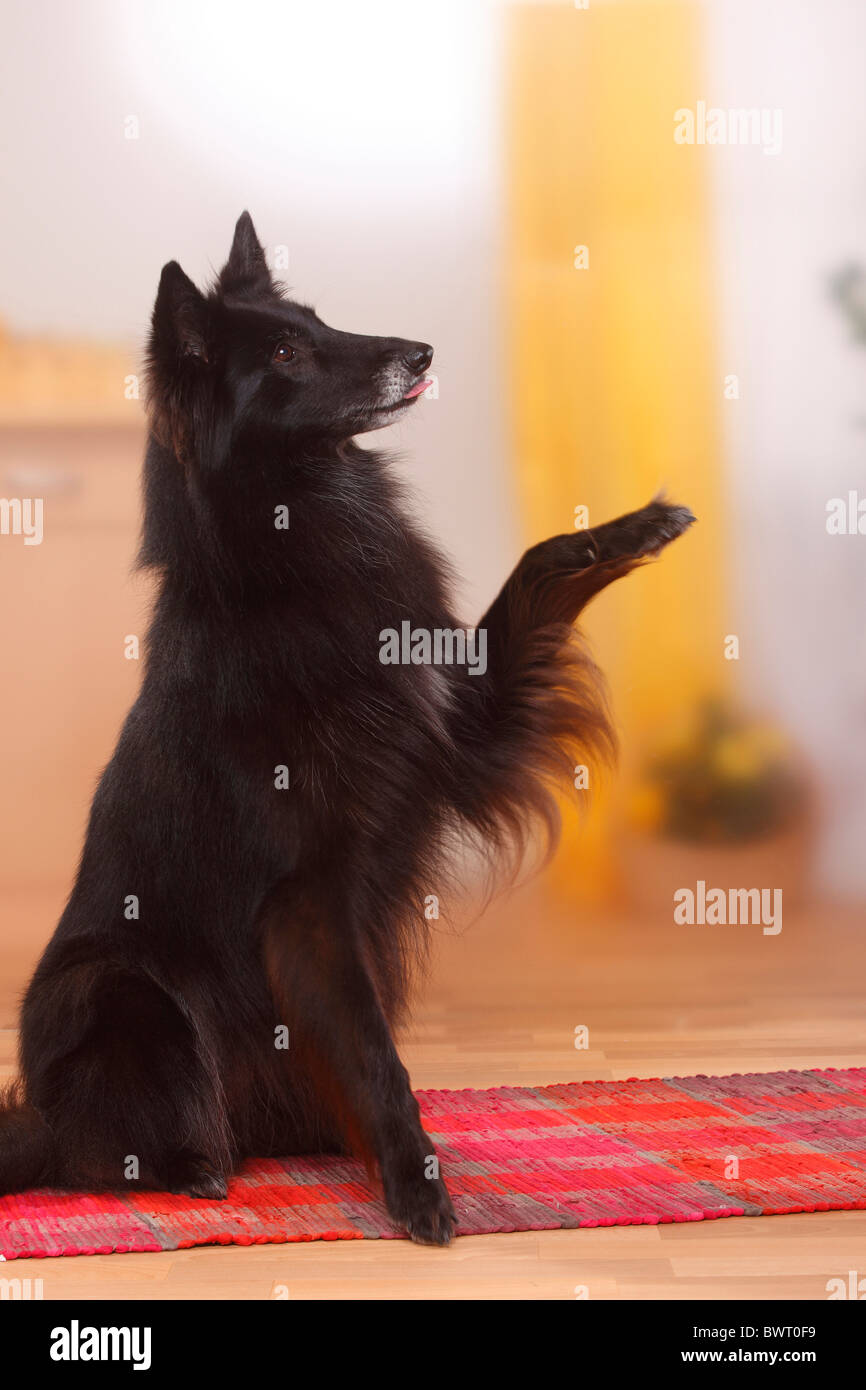 Groenendael / Belgischer Schäferhund, Trick, Zuwasser-Pfote Stockfoto