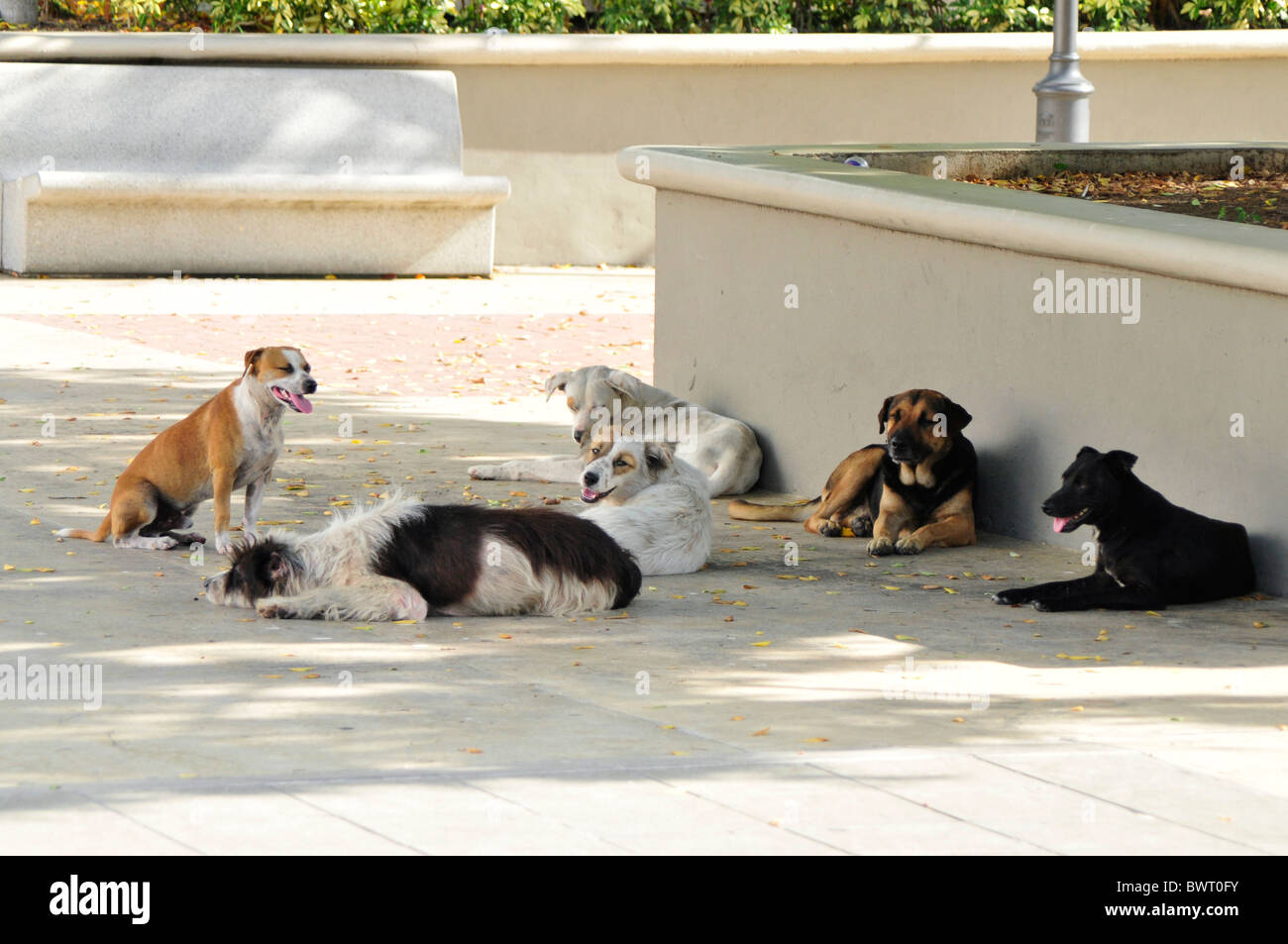 In einem Vorort von Puerto Rico sind Hunde von ihren Besitzern aufgegeben. Die Hunde-Roam überall auf den Straßen selbst abwehren. Stockfoto