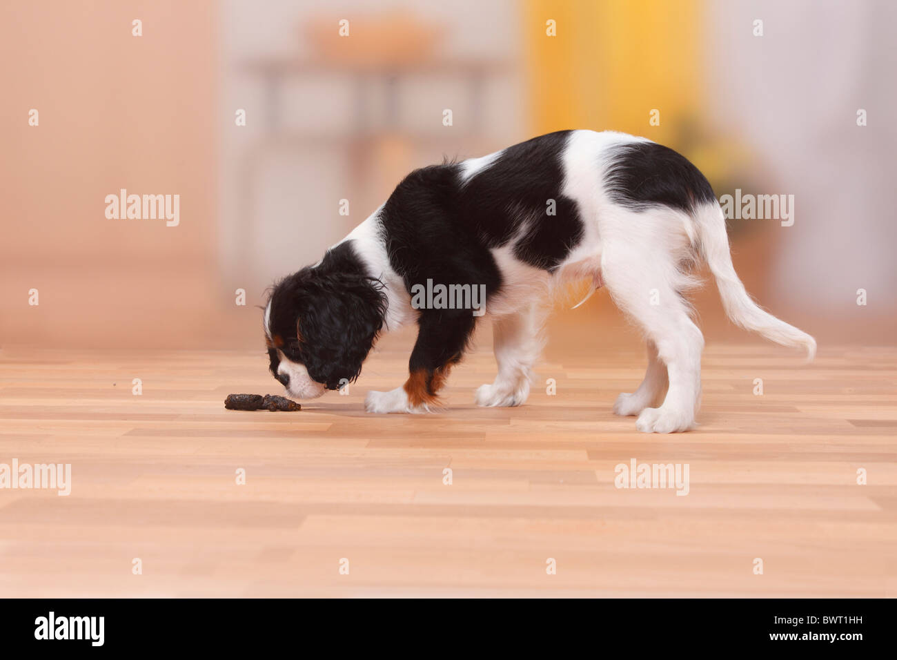Cavalier King Charles Spaniel, Welpen, Tricolor, 13 Wochen, bei Kot / nicht Haus gebrochen, nicht stubenrein, Einbruch Stockfoto