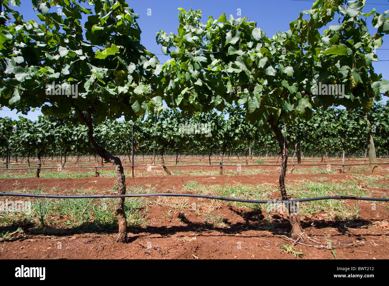 Weinberg im Hunter Valley Region, NSW, Australien Stockfoto
