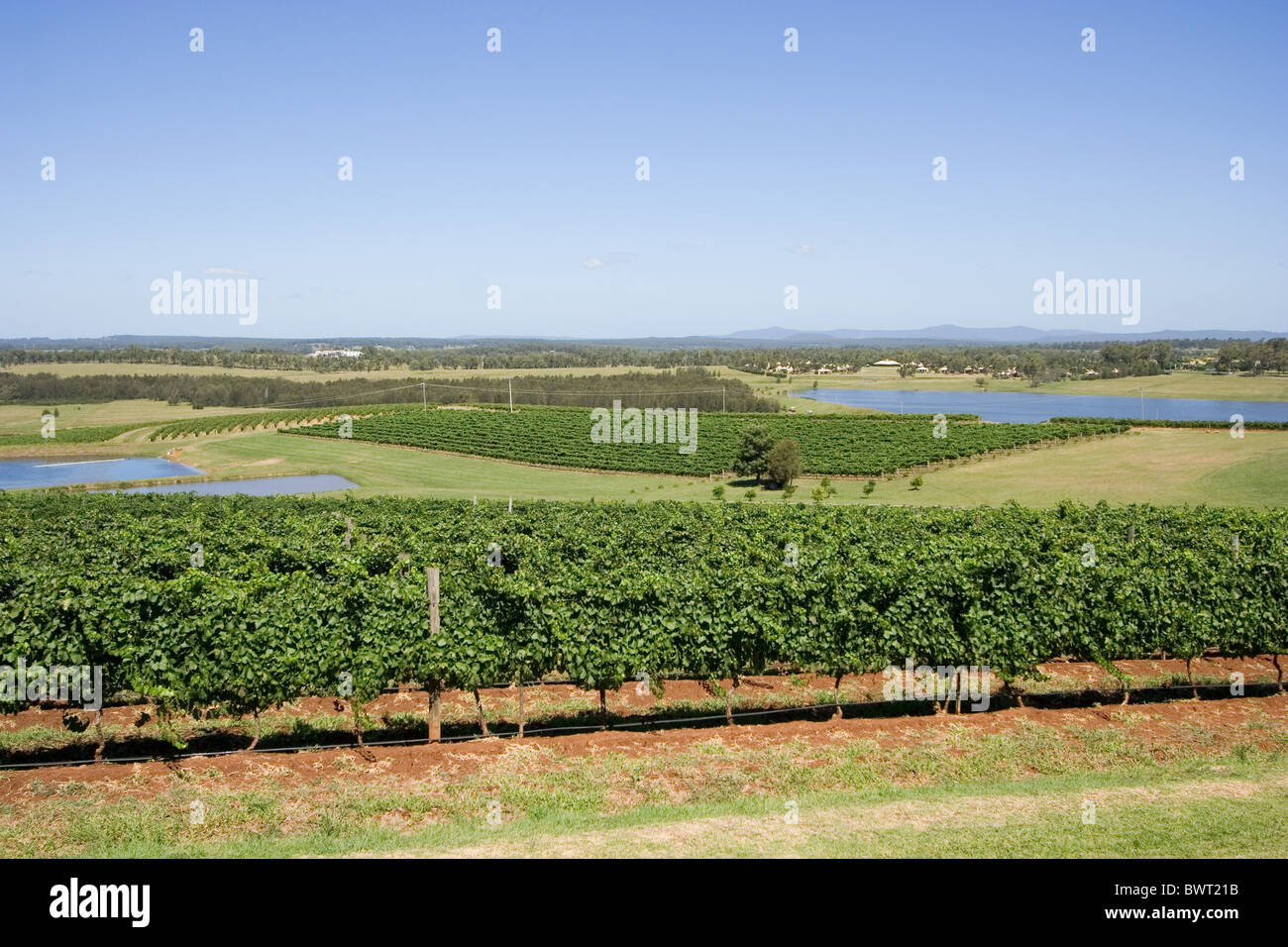 Weinberg im Hunter Valley Region, NSW, Australien Stockfoto