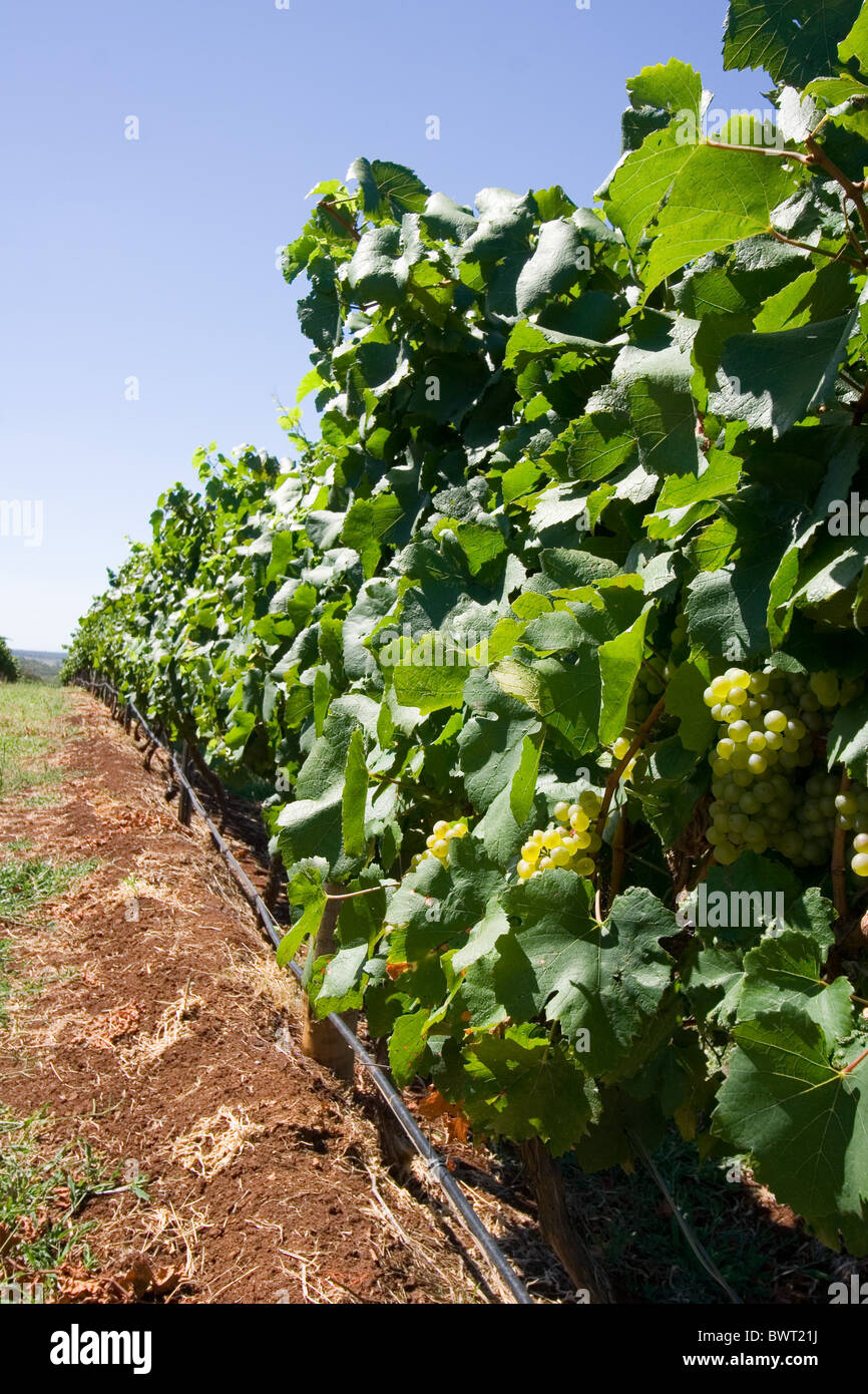 Trauben wachsen in einem Weinberg im Hunter Valley Region, NSW, Australien Stockfoto