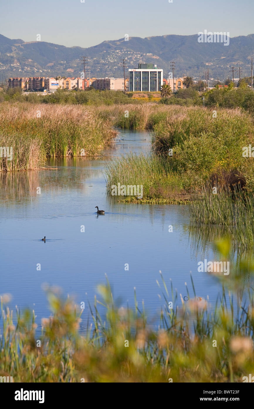 Die Ballona Wetlands ist ein Naturschutzgebiet in der Nähe von Marina Del Rey und Playa Del Rey.  Los Angeles, Kalifornien, USA Stockfoto