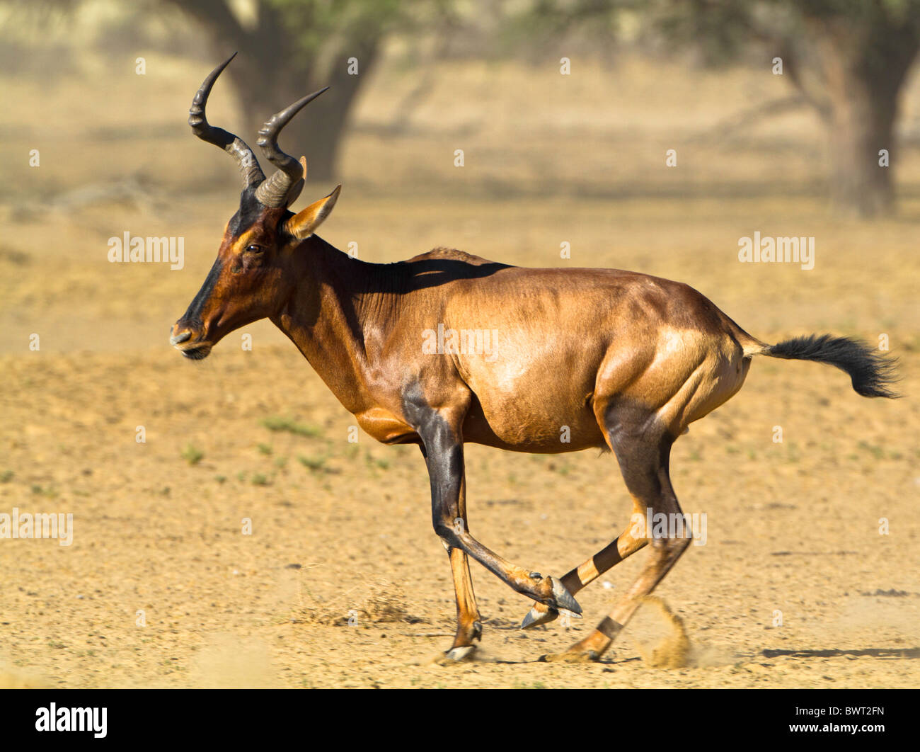 Kuhantilopen ausgeführt Stockfoto