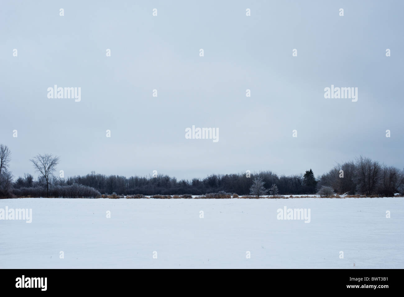 Schneebedeckte Felder und eisbedeckten Fencerows nach einem Eissturm in Ontario. Stockfoto