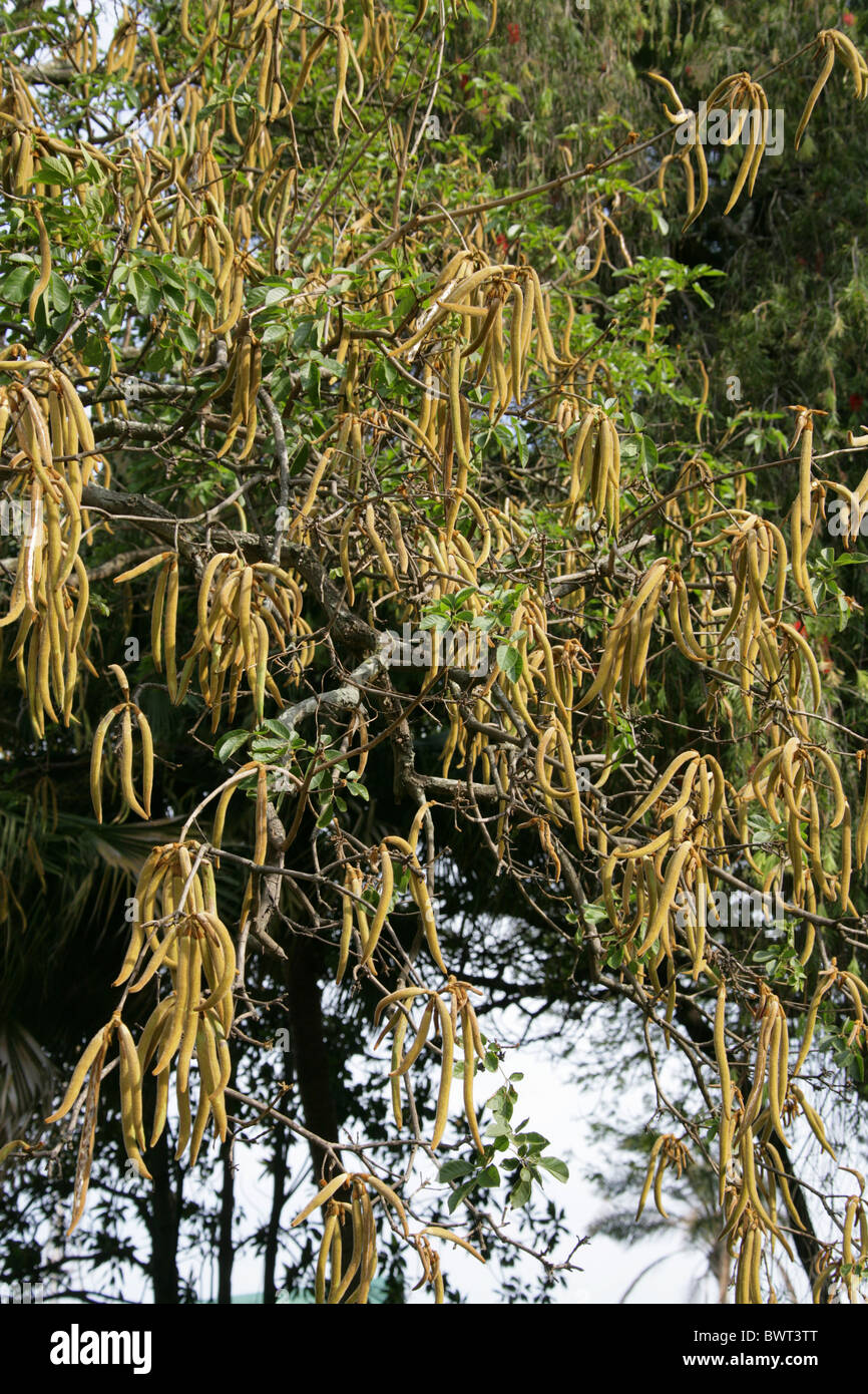 Goldene Trompetenbaum, Cortez, Corteza Amarilla, Guayacan oder Piuva, Tabebuia auch, Catalpa, Südamerika. Samen Hülsen. Stockfoto