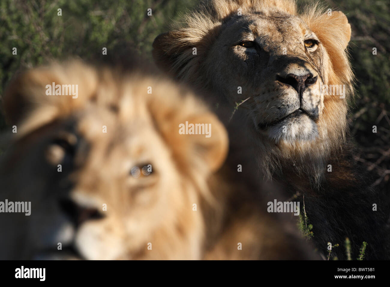 Dominante männliche Kalahari-Löwen, Loewe Löwe Panthera Leo, Kgalagadi Transfrontier Park, Südafrika, Botswana Stockfoto