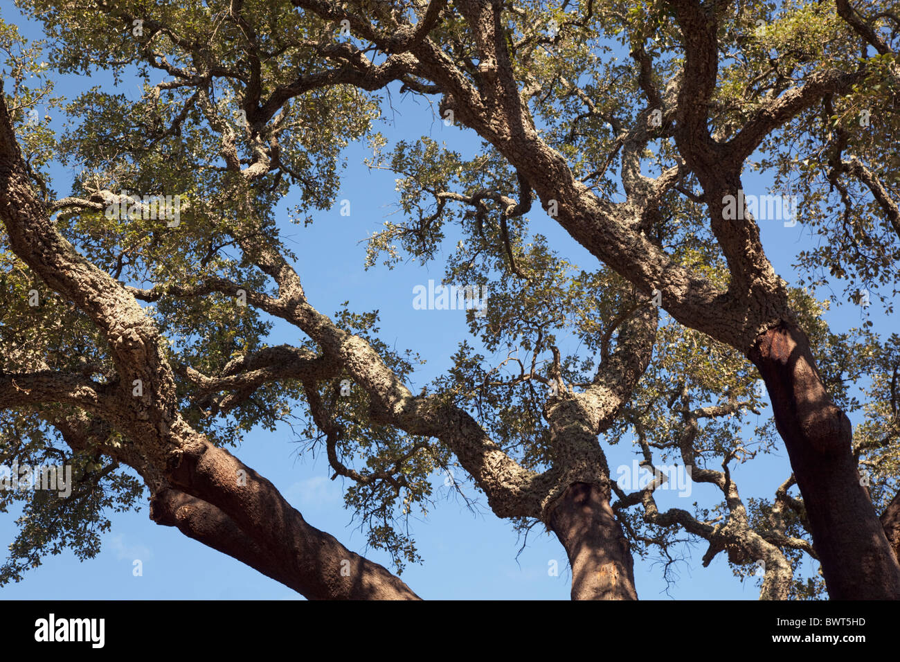 Zweige der Korkeichen Quercus Suber, in der Nähe von Castellar De La Frontera, Provinz Cadiz, Spanien. Stockfoto