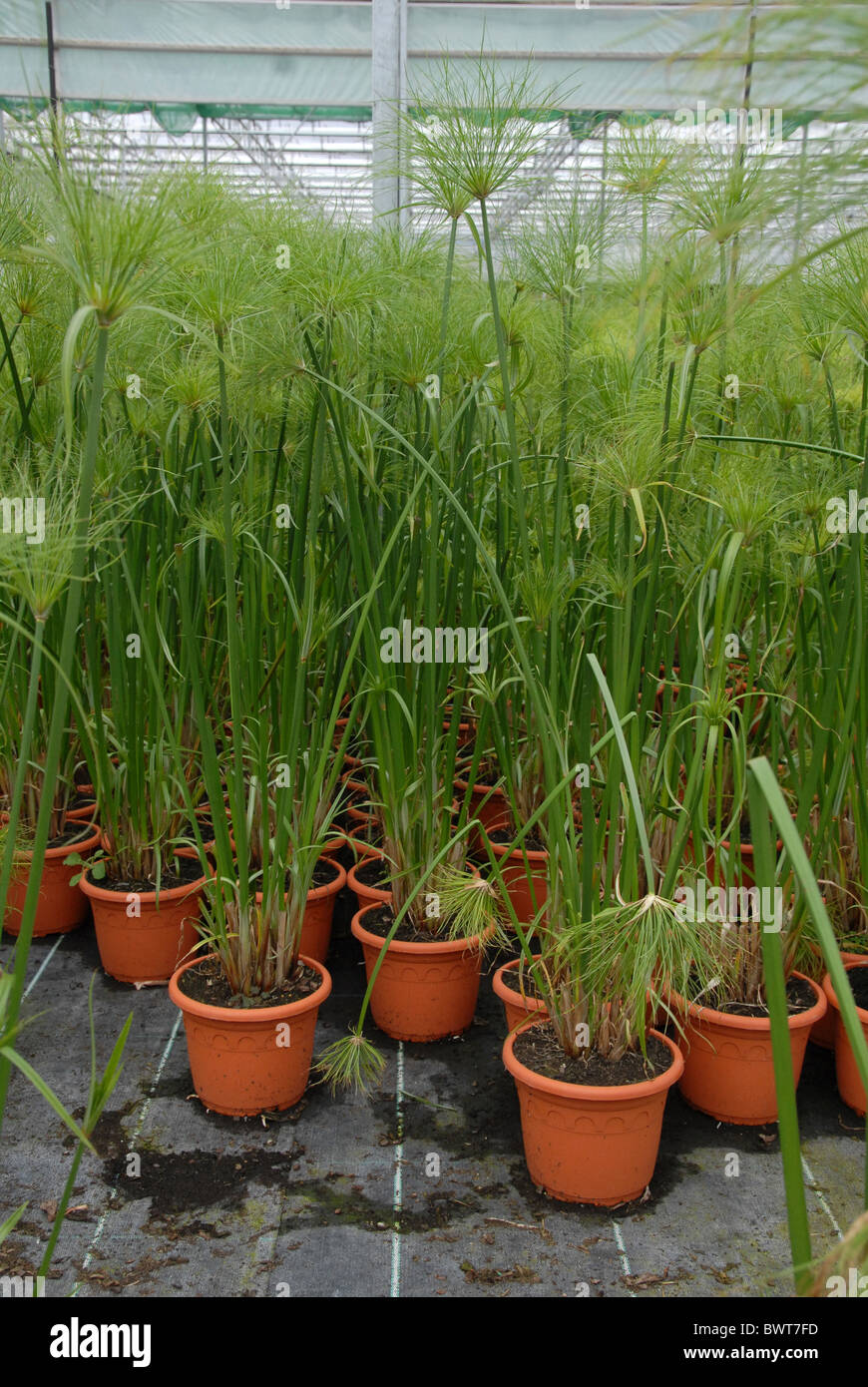 Ägyptischen Papyrus Töpfe Handel Baumschule Garten Handelszentrum Gartenbau Gartenbau Gartenbau Gartenbau Anbau Stockfoto