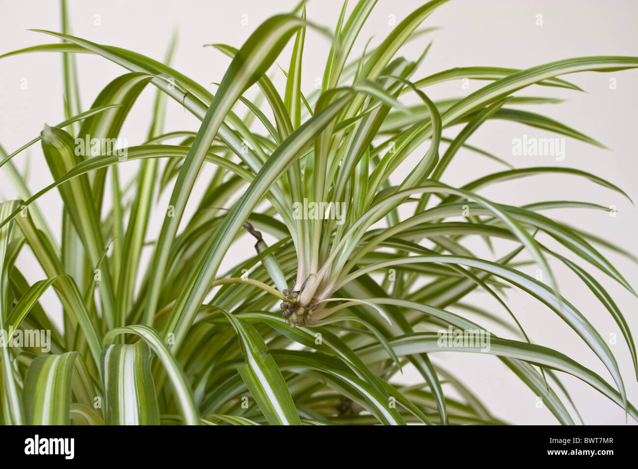 Spider-Anlage Chlorophytum Comosum neue Ableger Zimmerpflanze Haus Pflanzen  Nahaufnahme Blatt Blätter mehrjährige Stauden Pflanzen Stockfotografie -  Alamy