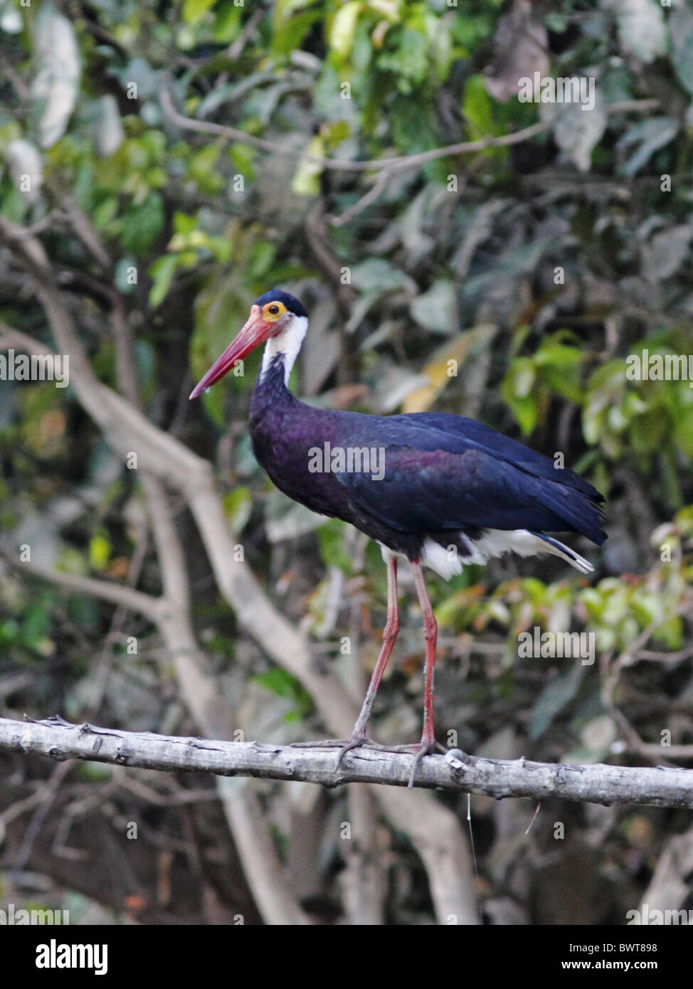 Vom Aussterben bedrohte Arten Mangroven Wald Borneo Vogel Vögel Tier Storch Störche Asien Asiatische Tierwelt Natur "Südostasien" Stockfoto