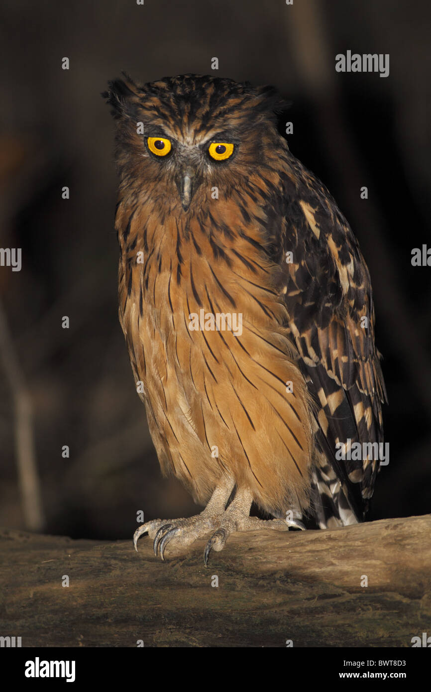 Wald Borneo Vogel Vögel Tier Eule Eulen "Fisch-Eule" "Fisch-Eulen'"Fisch-Eule""Fisch Eulen"Räuber Räuber raptor Stockfoto