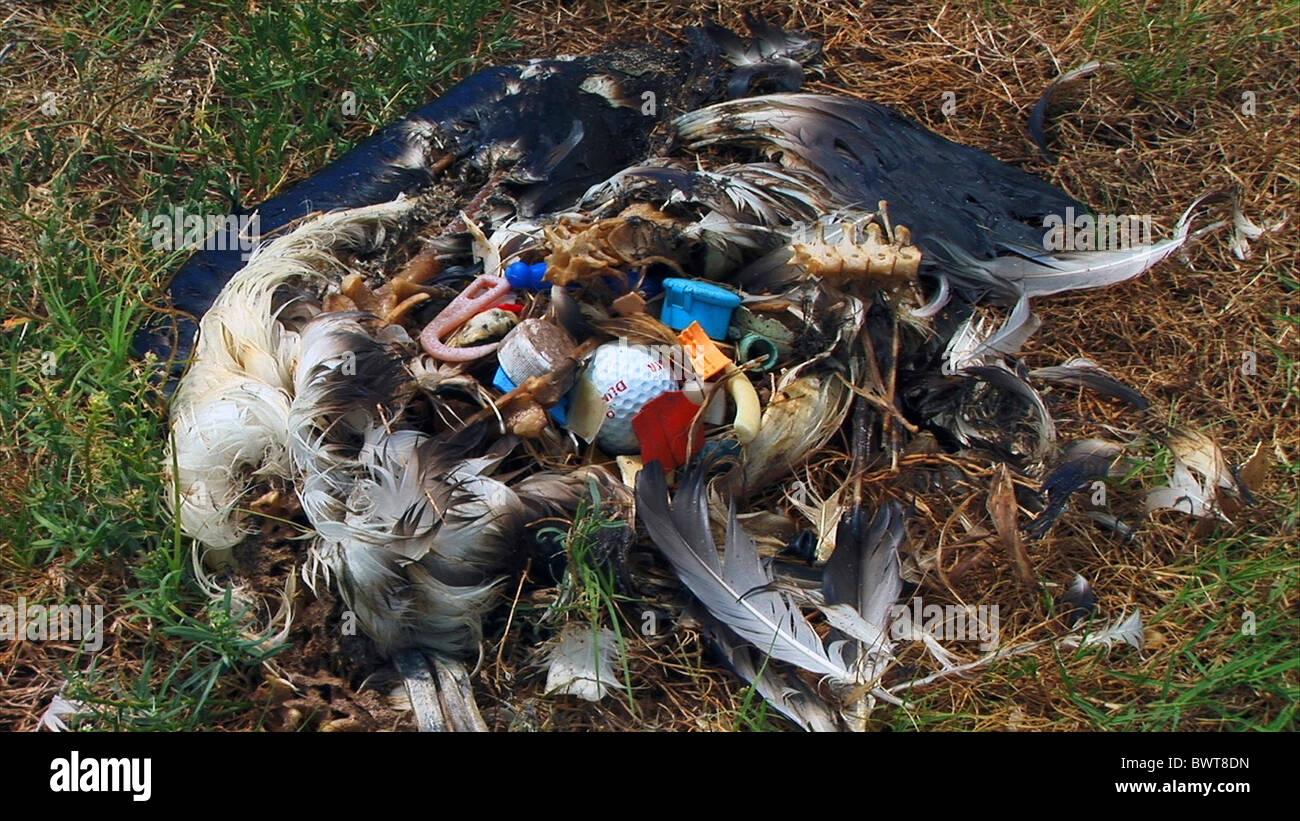 Laysan Albatros (Diomedea Immutabilis) junge, Korpus mit Kunststoff Schutt zugeführt fälschlicherweise Küken durch Eltern, Midway-Atoll, die Inseln von Hawaii Stockfoto