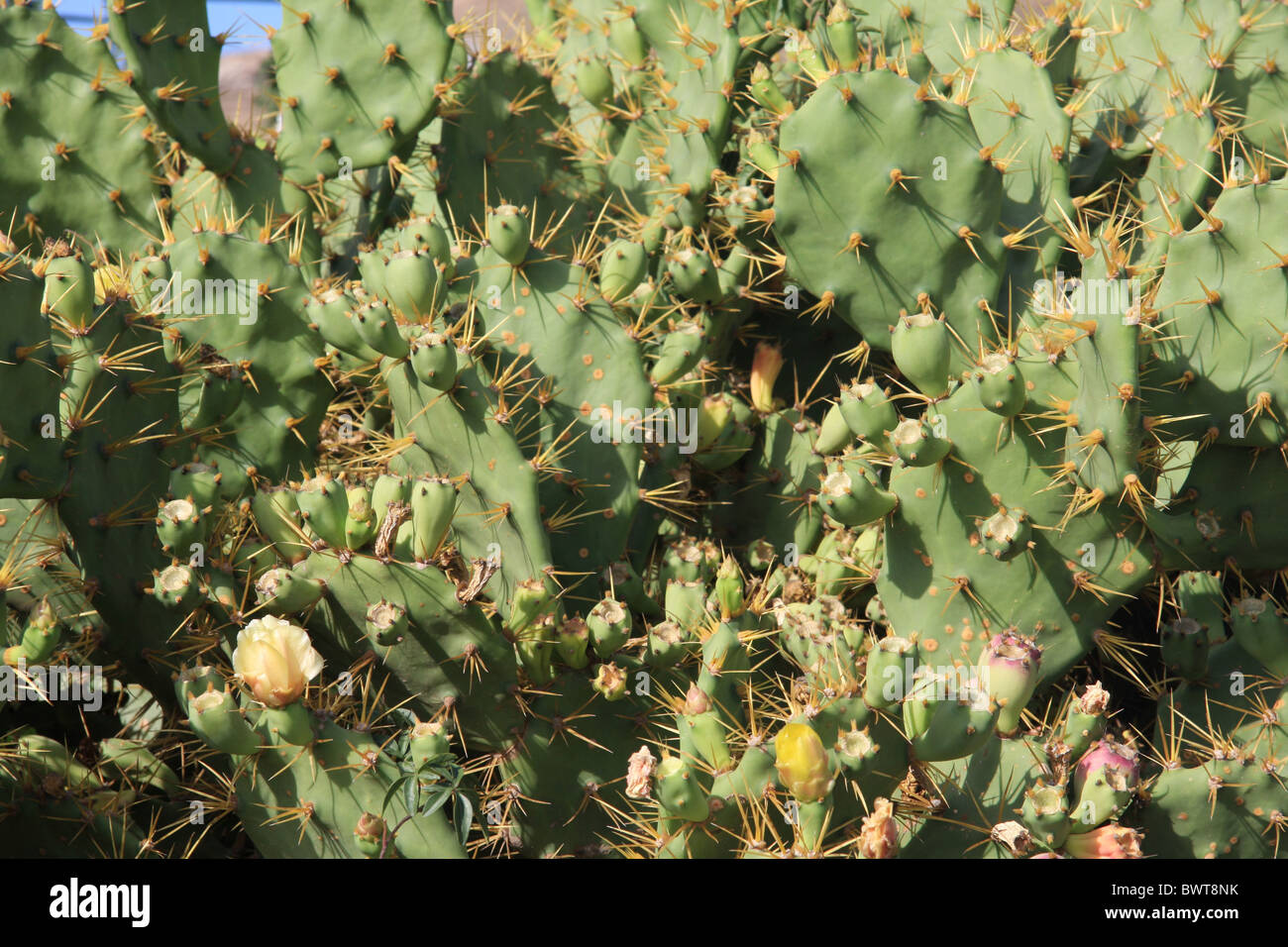 Lanzarote Insel Kakteen Blüten blühen Stiche Stacheln stacheligen Outdoor Outdoors Outsidem Kaktus Blüte f Stockfoto