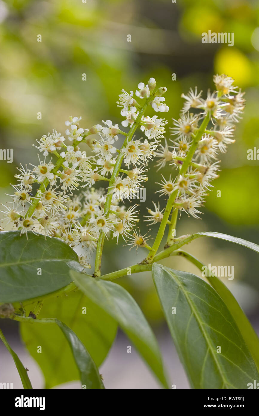 kirschlorbeer kaufen novita Kirschlorbeer Novita (Prunus laurocerasus 'Novita') | 175-200 cm im Topf main image 0
