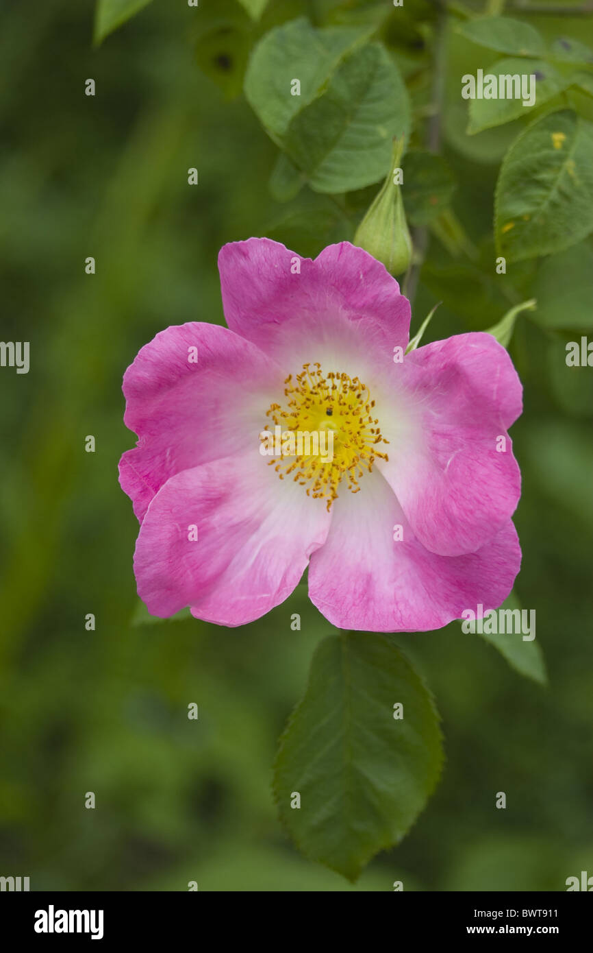 Einzelne Rose Rosen Rosengewächse rosa wachsende Strauch Sträucher Pflanze Pflanzen Nahaufnahme Blume Blüte Blumen Zier Garten Gärten Stockfoto