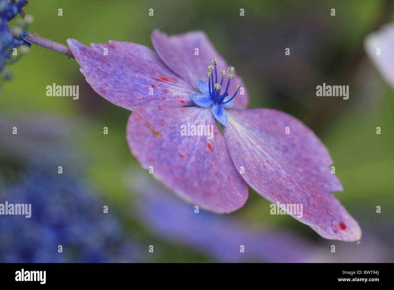 Hydrangea Macrophylla Lacecap blaue Welle Strauch Europa Europäische Großbritannien britische Pflanze Blume Garten Gartenarbeit Blüte Blüte Stockfoto