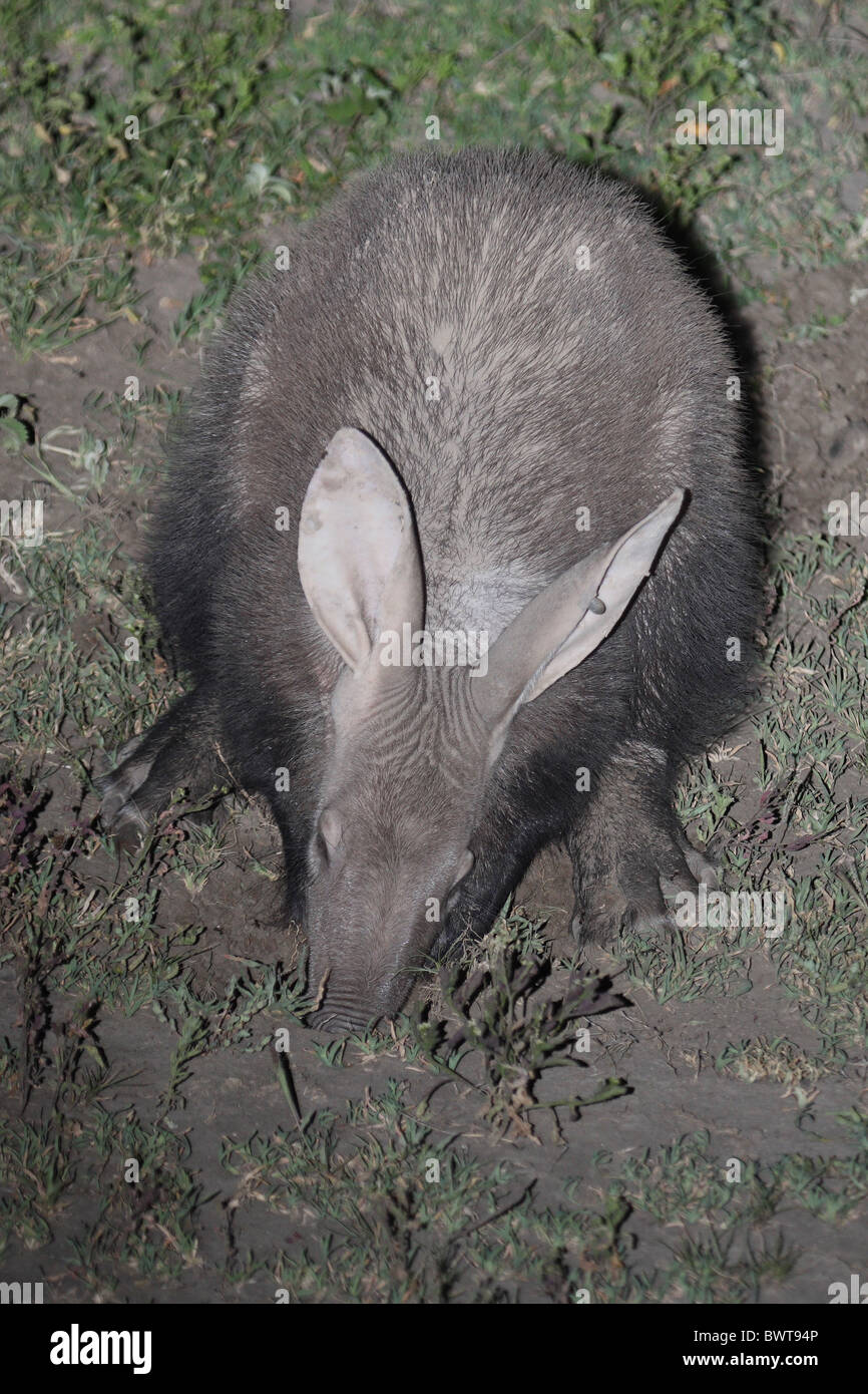 Erdferkel Erde Schwein Ant Bär subadulte Juvenile Futtersuche Fütterung Graben nächtliche Termiten Ameisen Nduthu Serengeti Tansania Stockfoto
