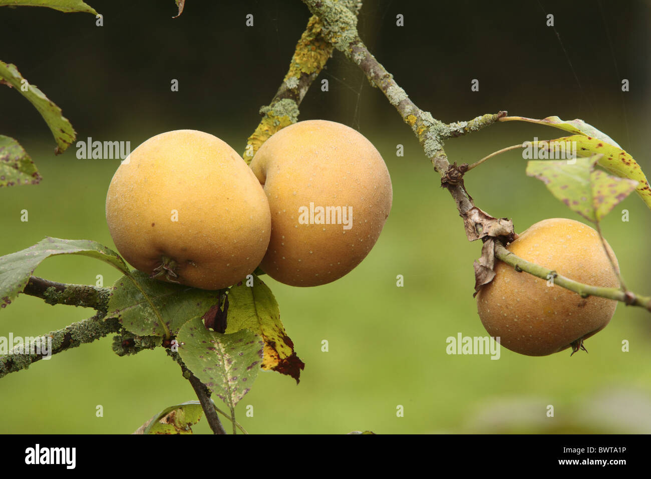 Kultivierte Apfel Malus Domestica Obst fruchttragenden Baum Obstgarten verschiedene Sorten Ernte beschneiden kultivieren kultiviert Bauernhof Landwirtschaft Stockfoto