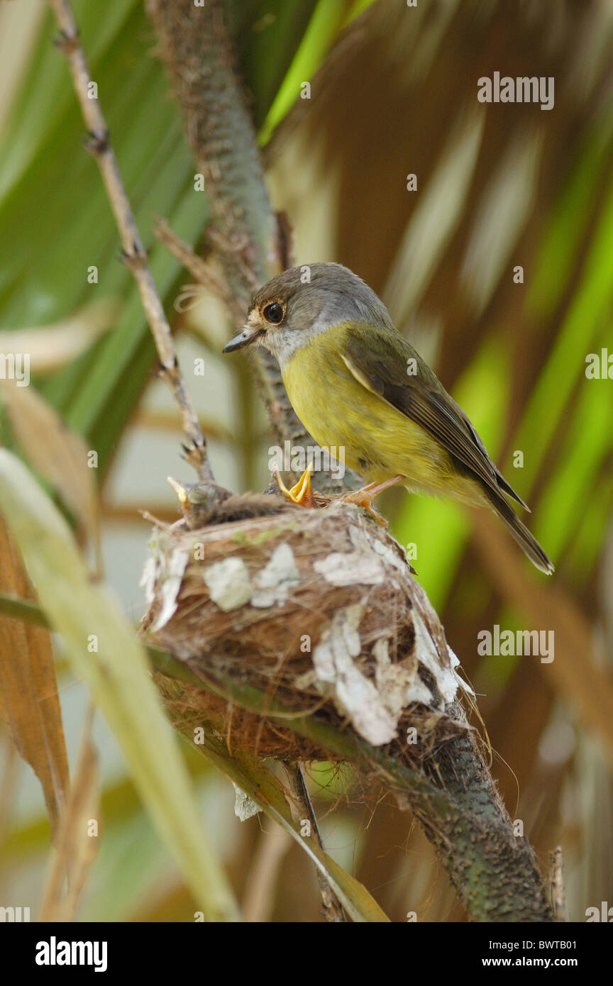 Blass-gelben Robin (Tregellasia Capito) Erwachsenen, Fütterung der Küken im Nest, im Regenwald, Tam o' shanter N.P., Queensland, Australien Stockfoto