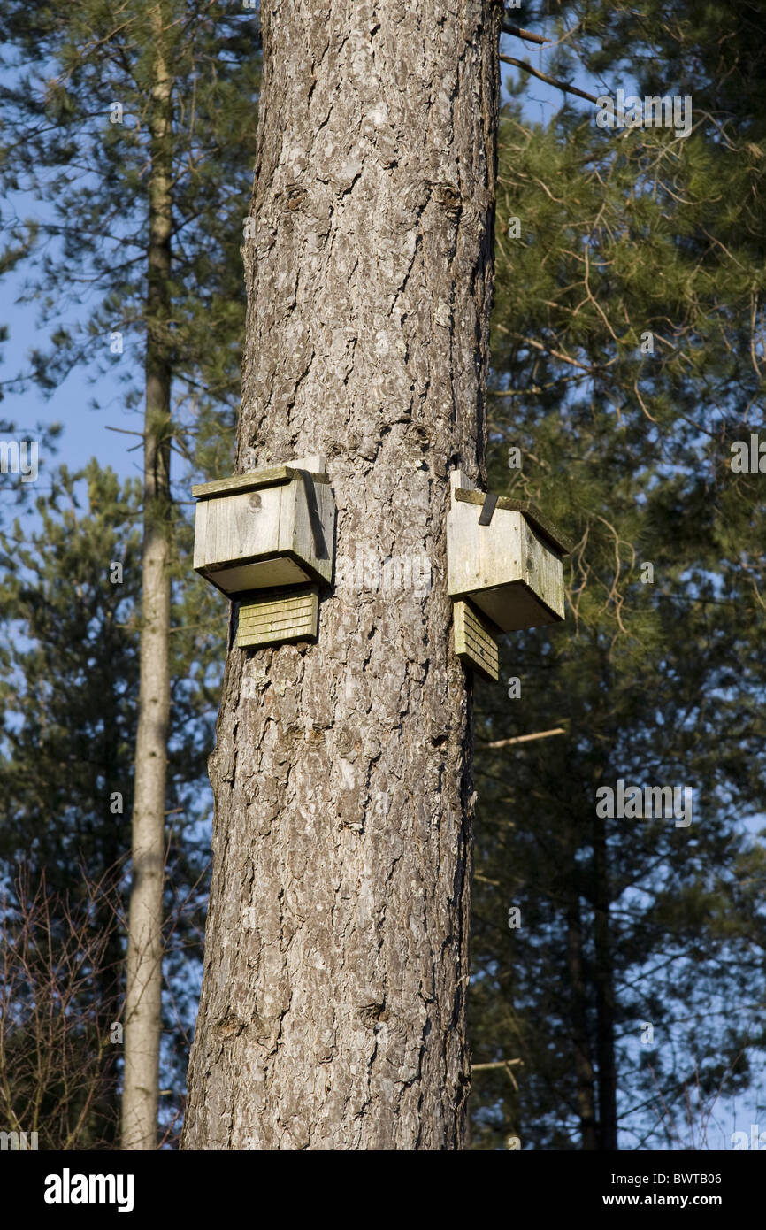 Künstliche Großbritannien britische England englische Europa Europäische Lebensraum Lebensräume Vogel Vögel nisten nistet Schachteln Box Boxen Dorset Stockfoto