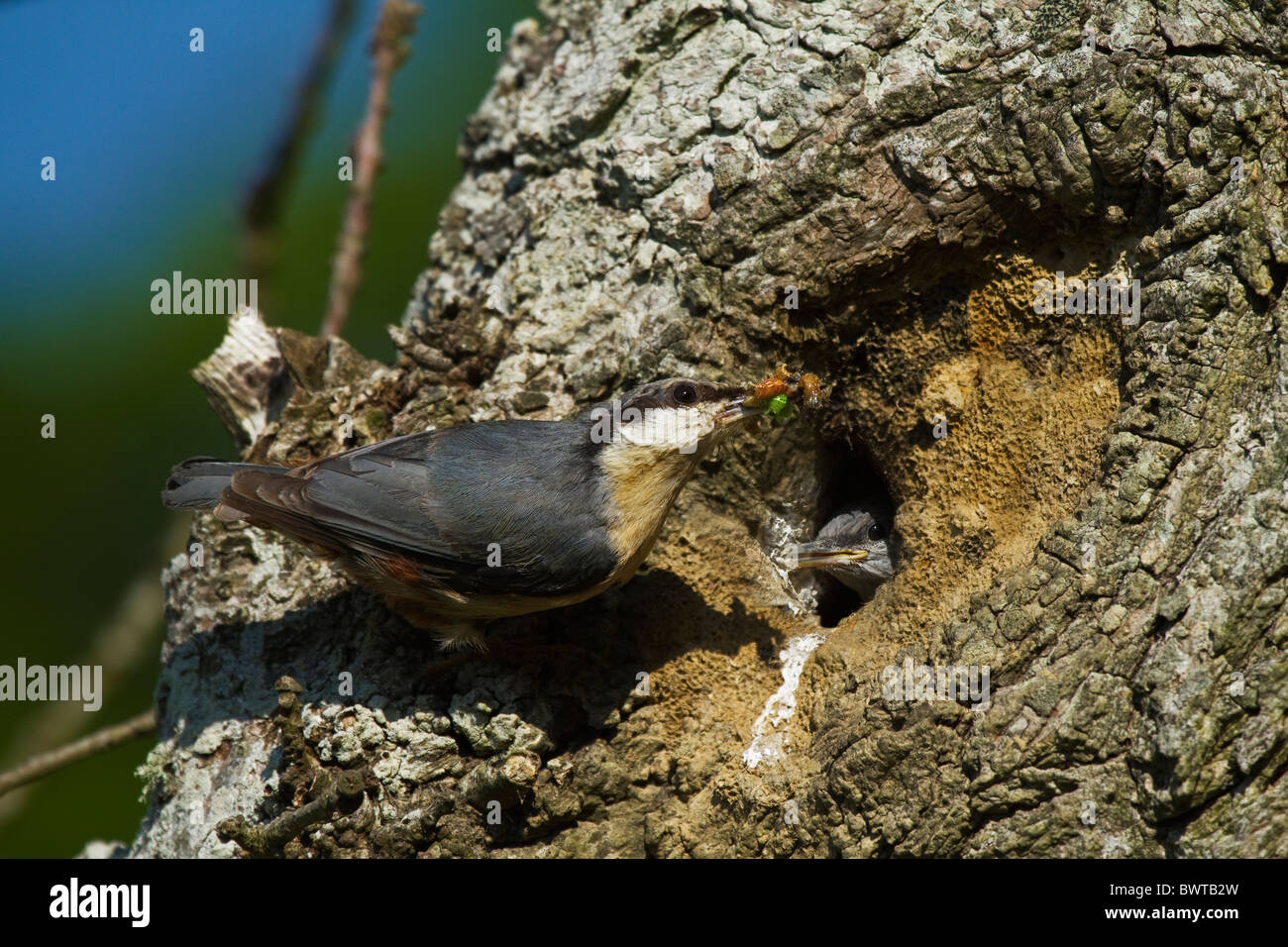 Kleiber (Sitta Europaea) Erwachsenen jungen im Baum hole.at füttert das Nest. Stockfoto