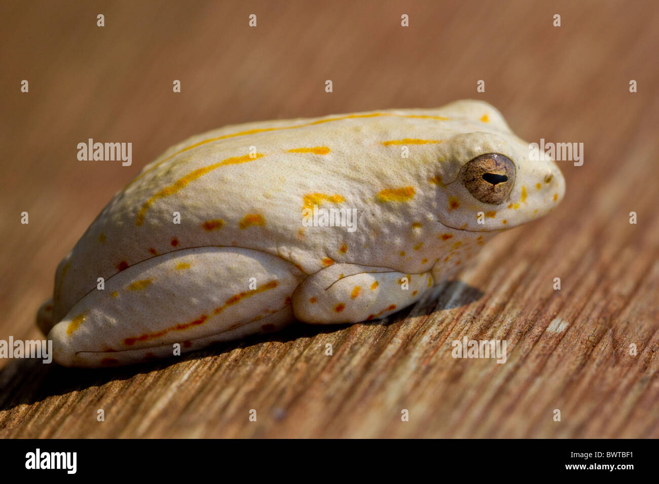 Porträt eines Reed-Frosch (Hyperolius Argus) im Busch. Das Foto wurde im Krüger Nationalpark, Südafrika. Stockfoto