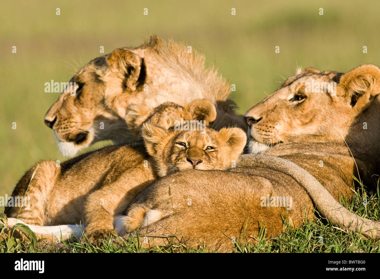 Löwenjunges Stockfoto
