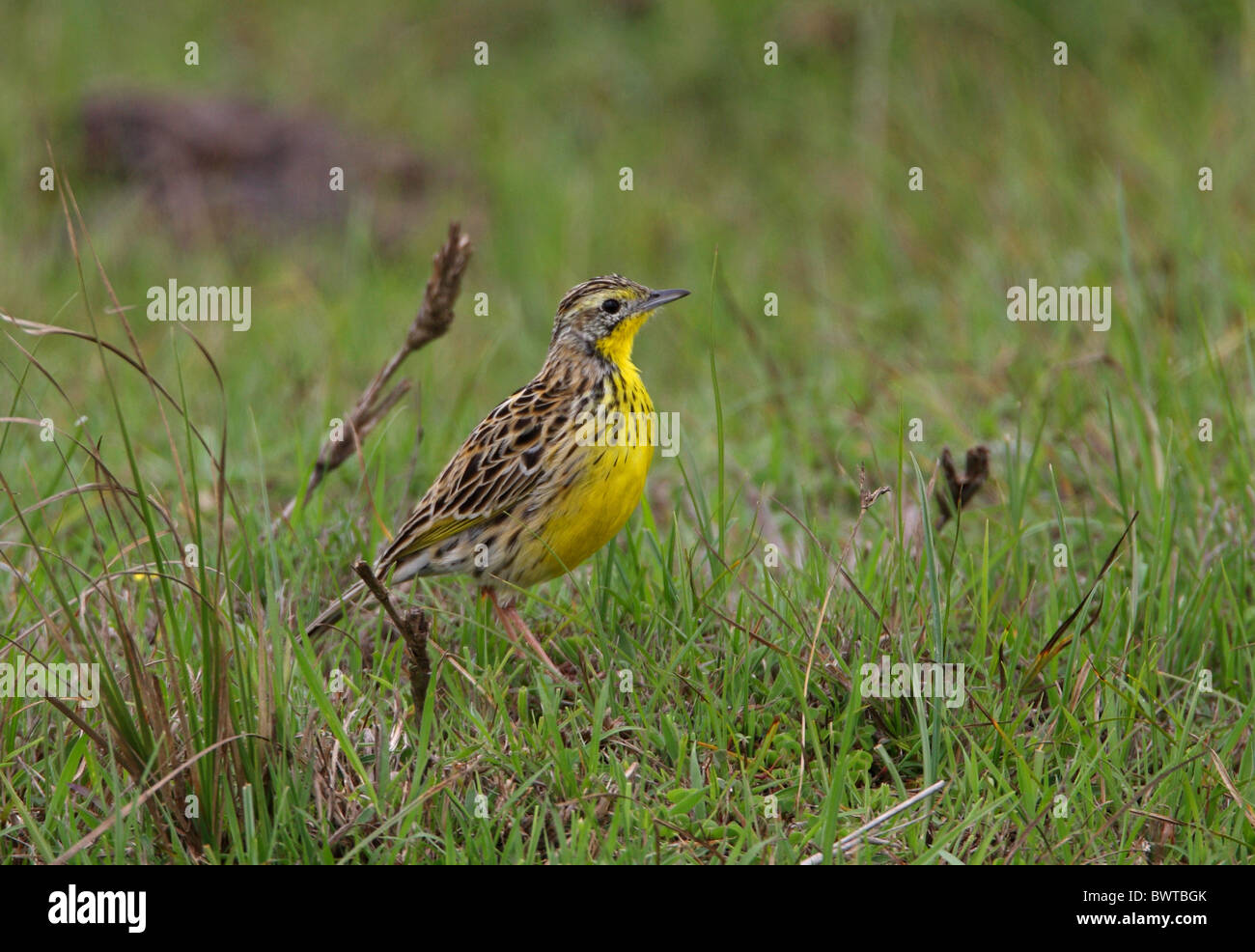 Sharpe es Longclaw (Macronyx Sharpei) Erwachsenen, stehend im Hochland Wiese, Kenia, november Stockfoto