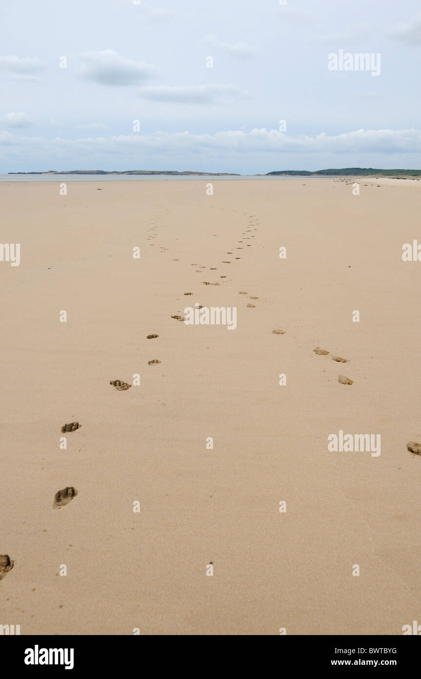 Pfotenabdrücke im Sand am Strand Newborough, Angelsey, Wales Stockfoto