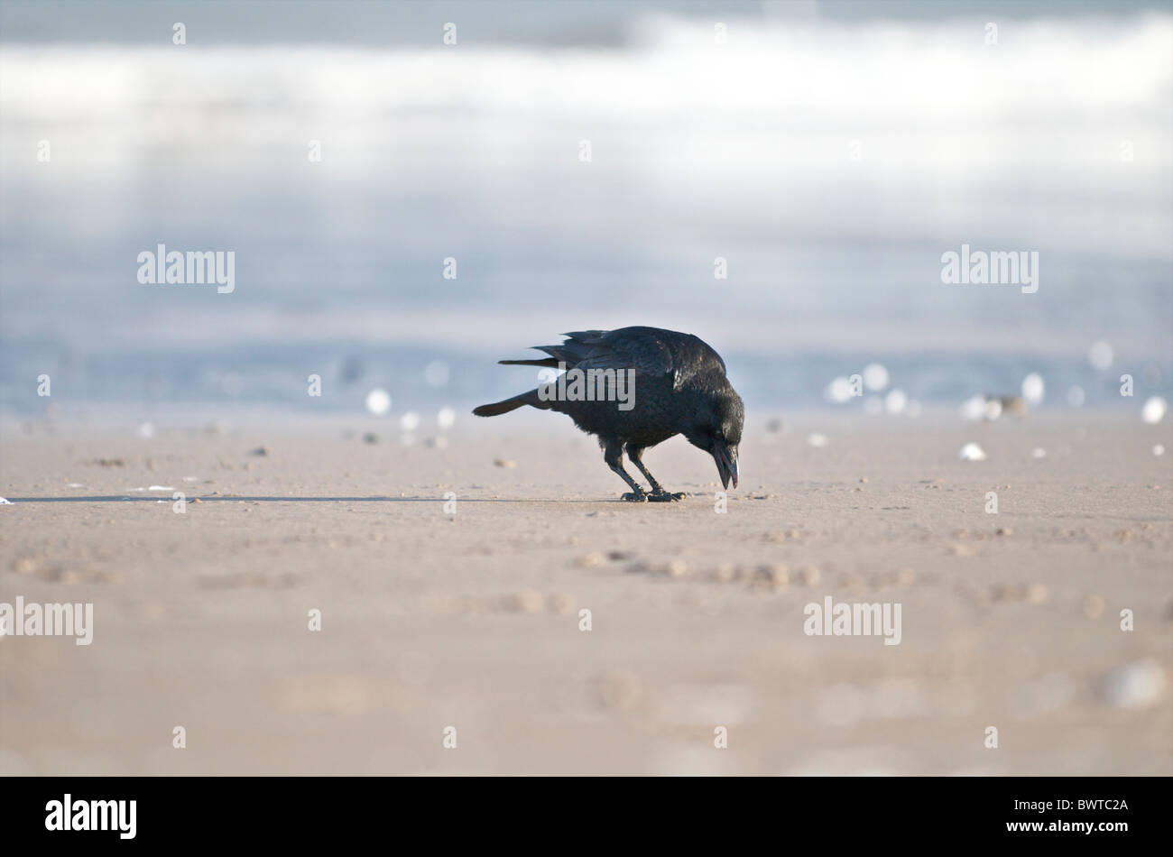 AAS-Krähe (Corvus Corone) auf der Suche nach Essen am Strand. Gemeinsame, Northumberland, UK Stockfoto