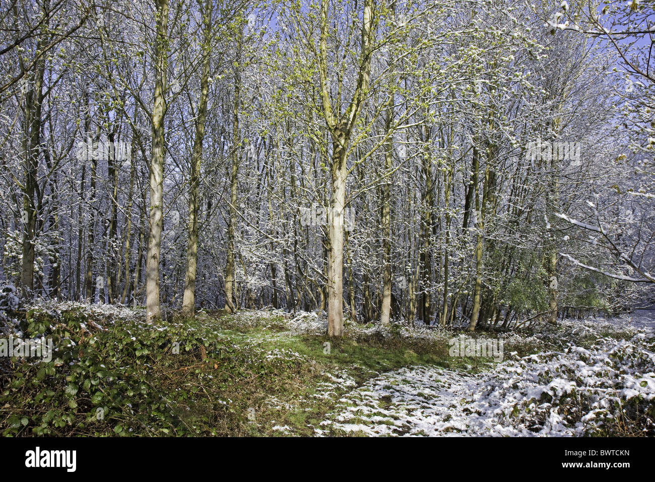 Warwickshire Farbe Laub-Eis Schnee Schneefall Bäume uk weißen Winter Wald Wälder Baum Bäume laubabwerfende Pflanze Pflanzen Wald Stockfoto