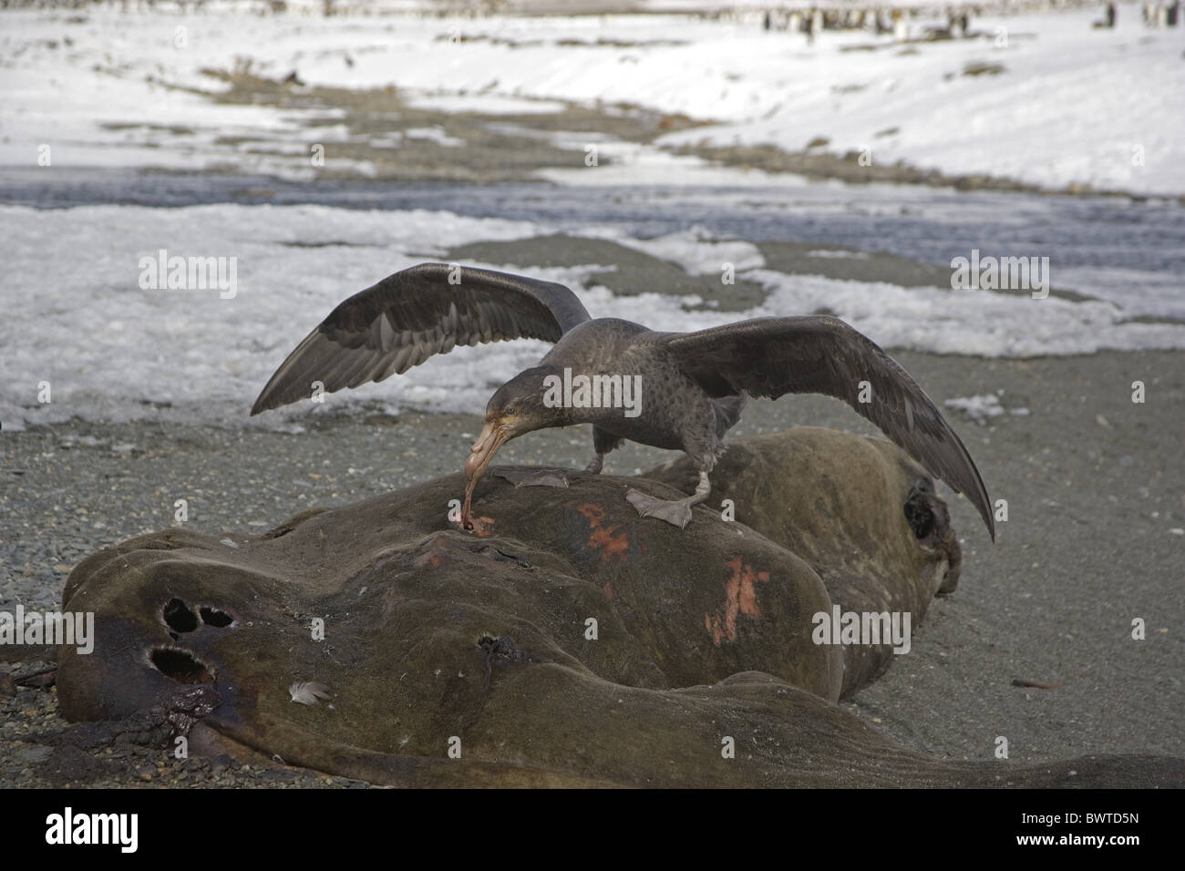 Nördlichen Riesen-Sturmvogel (Macronectes Halli) Erwachsenen, aufräumen, ernähren sich von Toten See-Elefant Karkasse, südlichen Atlantik, Süd-Georgien Stockfoto