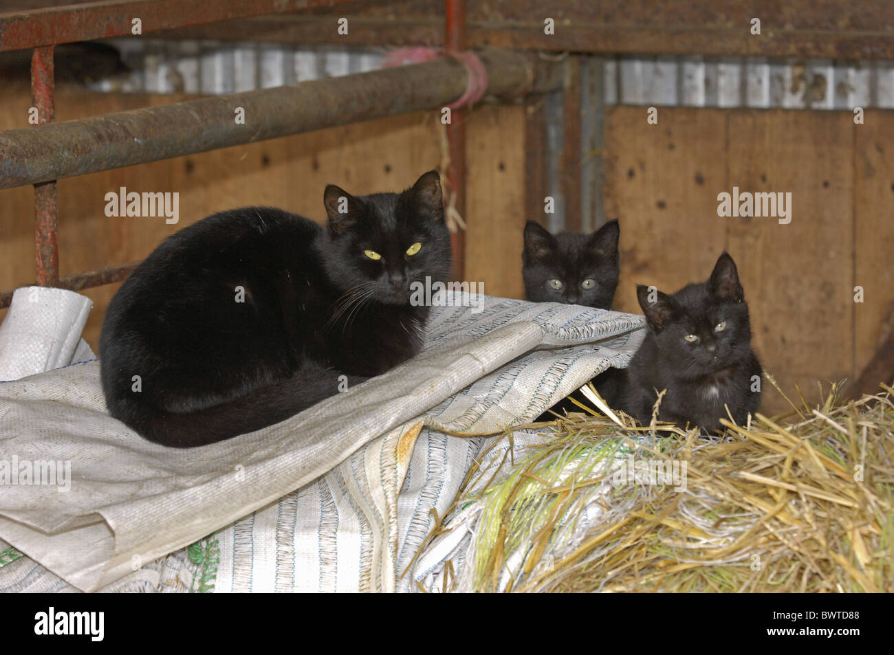 Katze Schwarz Bauernhof Katze Kätzchen sitzen Säcke Stockfoto