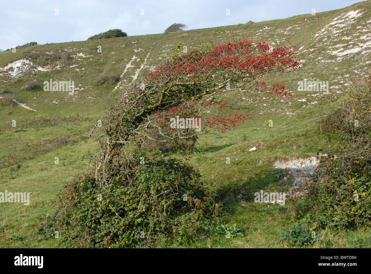 Weissdorn Busch Downland Kreide kalkhaltigen Hügel Beeren Wind Aktion Baum Bäume Weißdorn Hawthorns Quickthorn kann Crataegus Pflanze Stockfoto