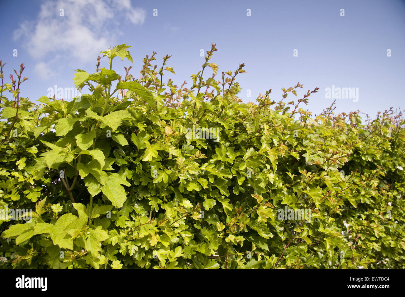 Großbritannien britische England englische Hecke Hecken Hecke Hecken Blatt Blätter Frühling Baum Bäume Weißdorn Hawthorns Quickthorn kann Stockfoto