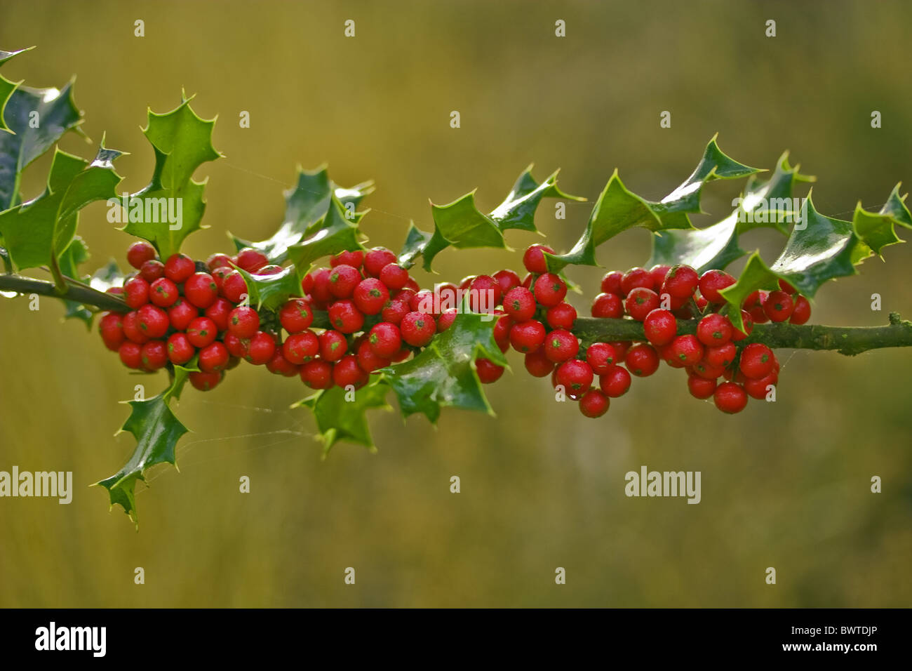 Phellinaceae Aquifolium Beeren Beere Großbritannien britische Weihnachten weihnachtliche Nahaufnahme enge Nahaufnahme kalte überdachte Dorset Stockfoto