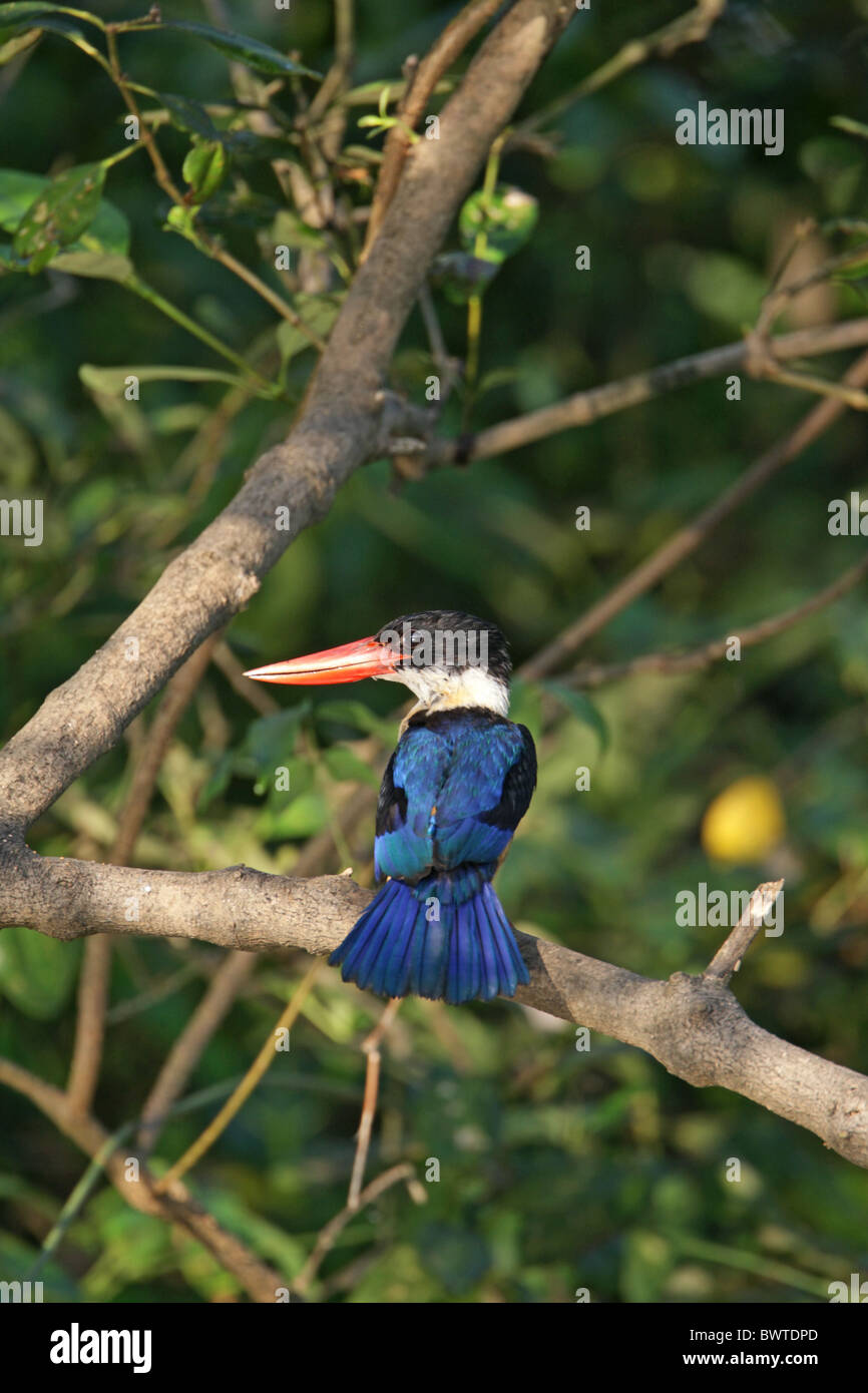 Schwarz-capped Kingfisher (Halcyon Pileata) Erwachsene, thront in Mangroven, Zuari Fluß, Goa, Indien, november Stockfoto