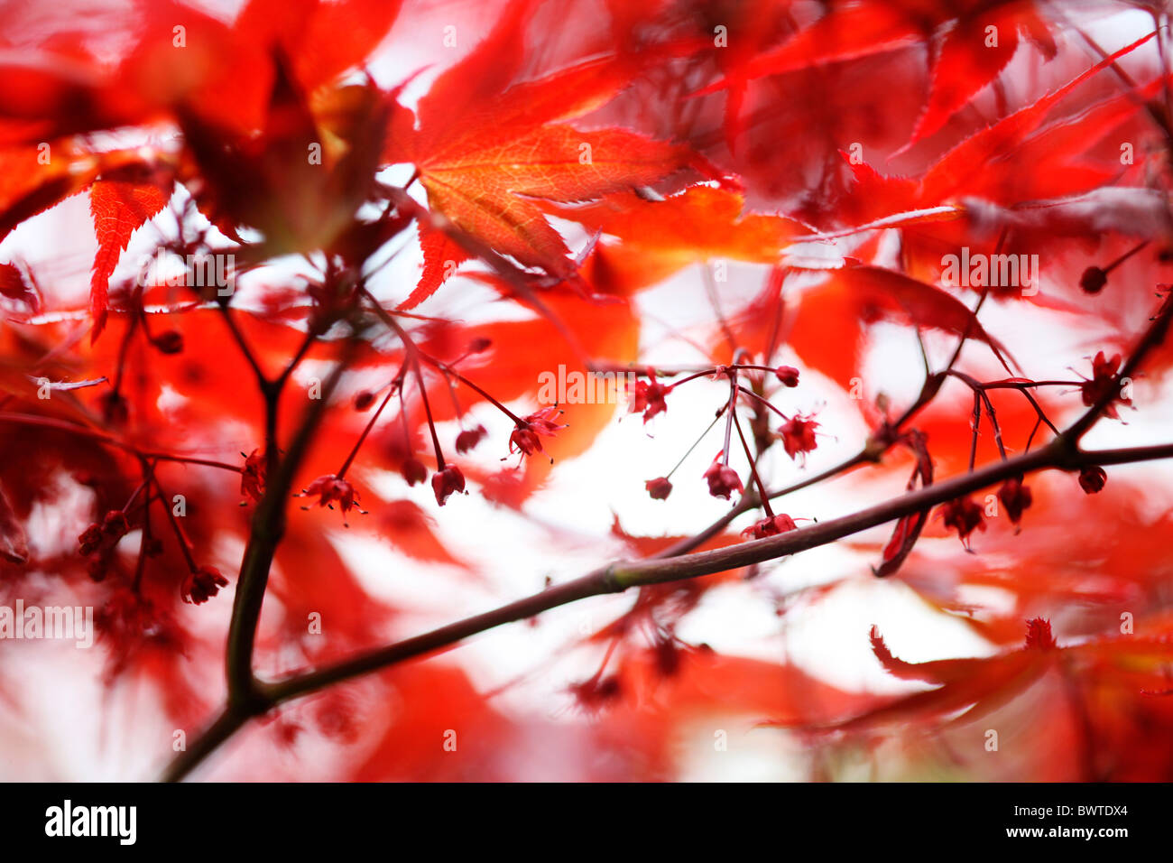 atmosphärische rote Ahornbaum Jane Ann Butler Fotografie JABP909 Stockfoto