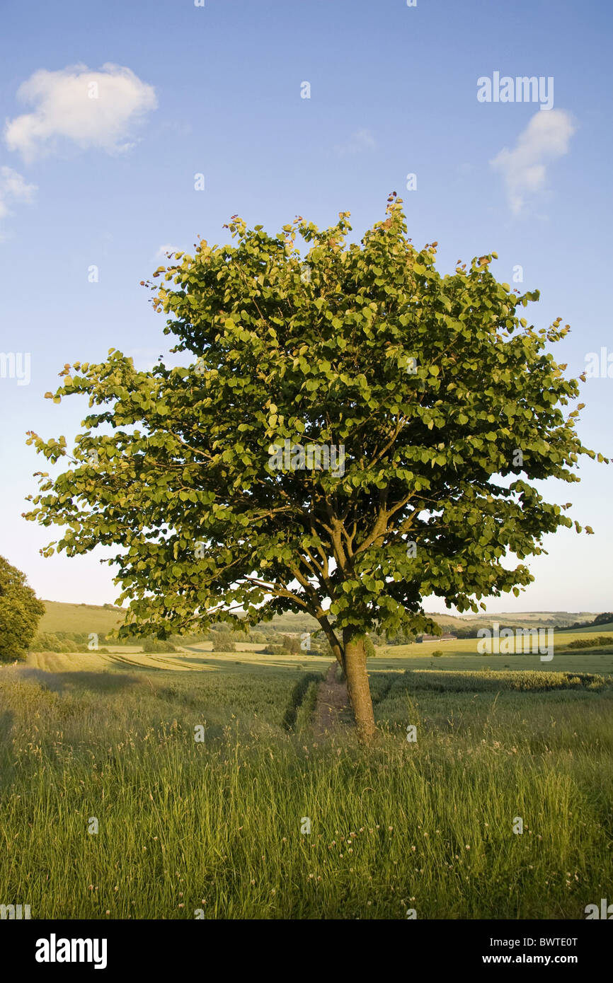 Tiliaceae kleine Blätter Kalk Limes Tilia Cordata Baum Bäume Gewohnheit Natur wachsen, Cerne Dorset England Englisch United Kingdom Stockfoto