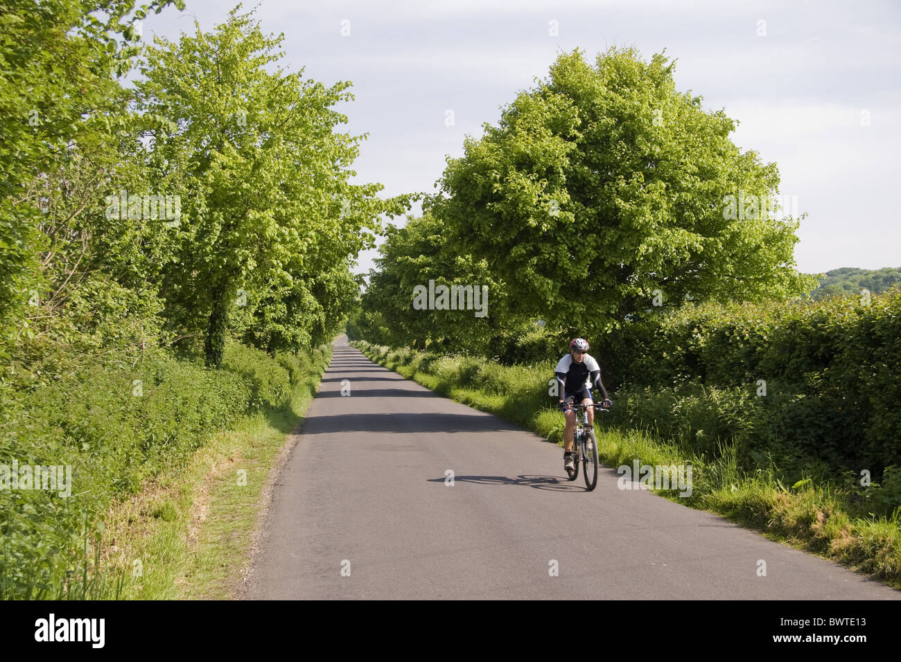 Kleinblättrige Linde (Tilia Cordata) niedrigere Avenue und Hecken entlang ländlichen Gasse, mit nähert sich Radfahrer, Bockhampton, Dorset, Stockfoto
